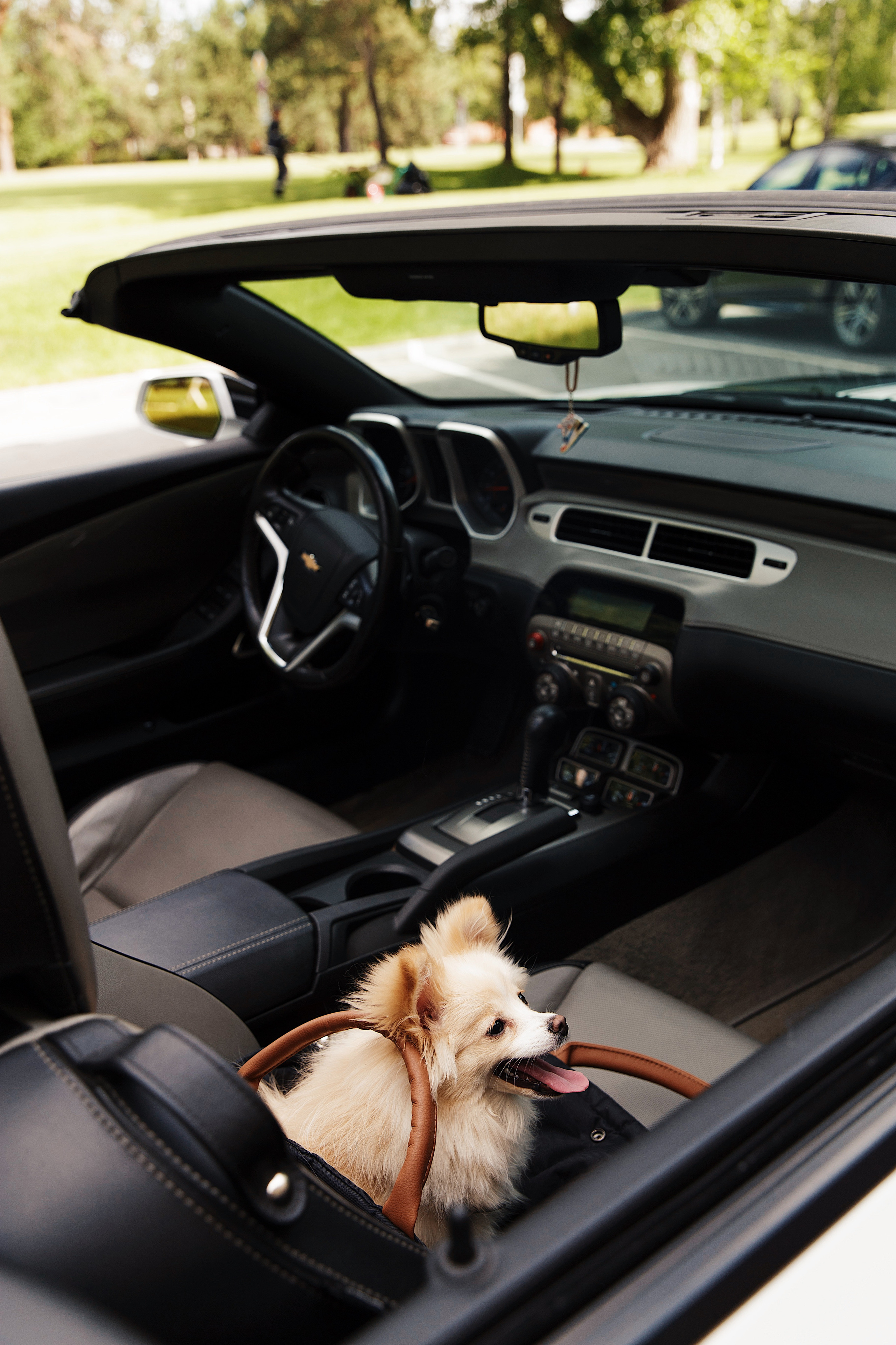 FOR PETS BRAND. Коммерческий фотограф для брендов в Москве