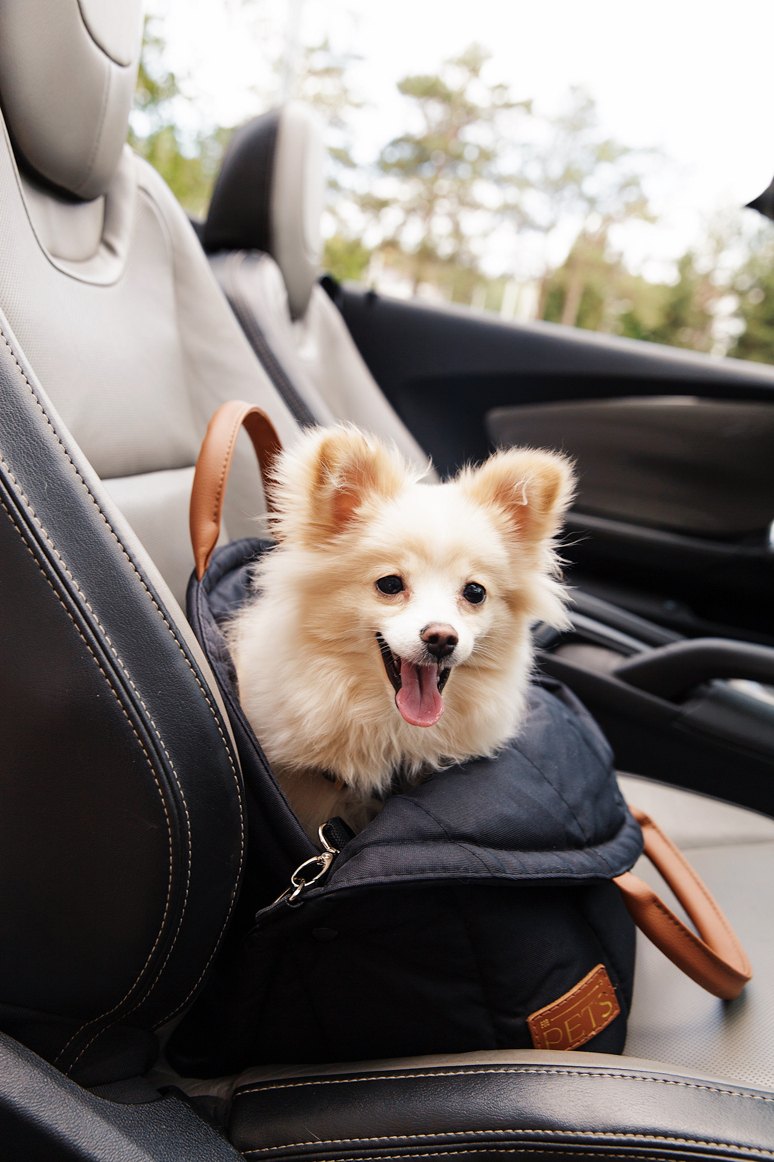 FOR PETS BRAND. Коммерческий фотограф для брендов в Москве