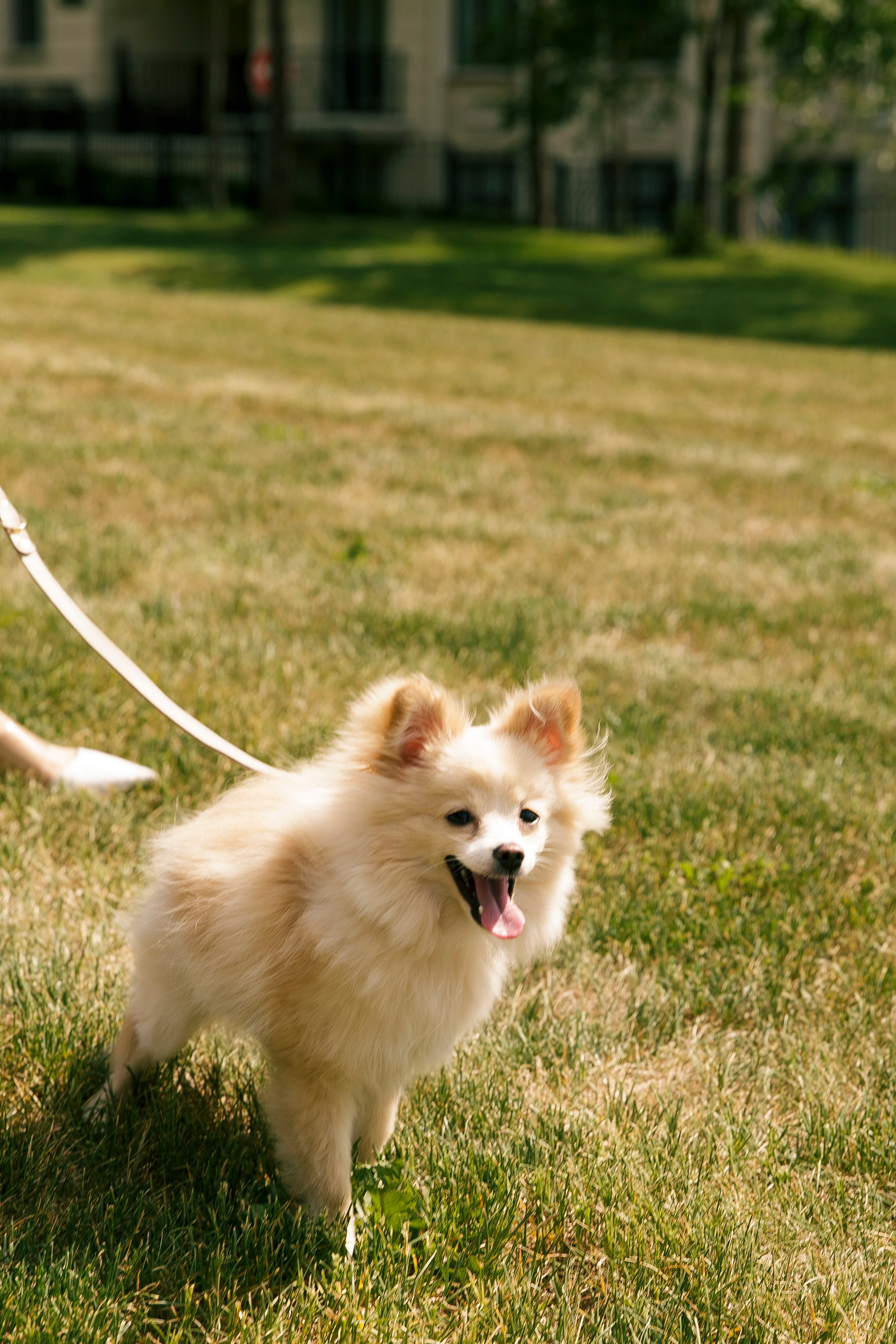 FOR PETS BRAND. Коммерческий фотограф для брендов в Москве