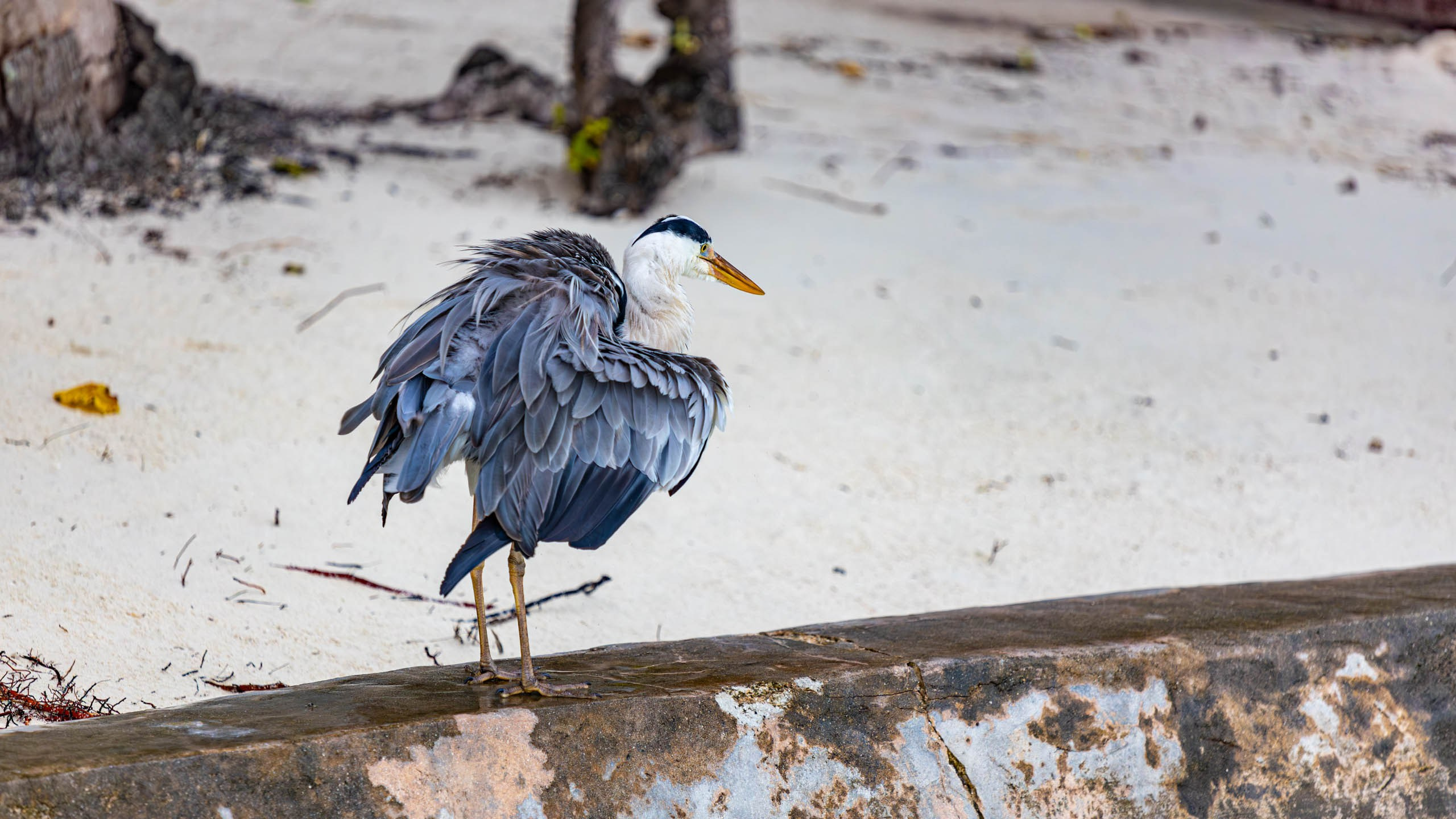 Мальдивы, Ellaidhoo Maldives by Cinnamon