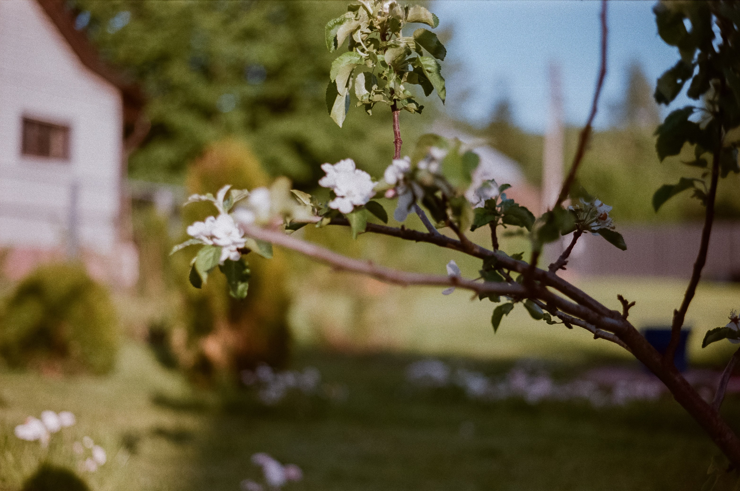 Konica IIIA / Fujicolor Superia 200 (просрочка) / Благовещенский переу