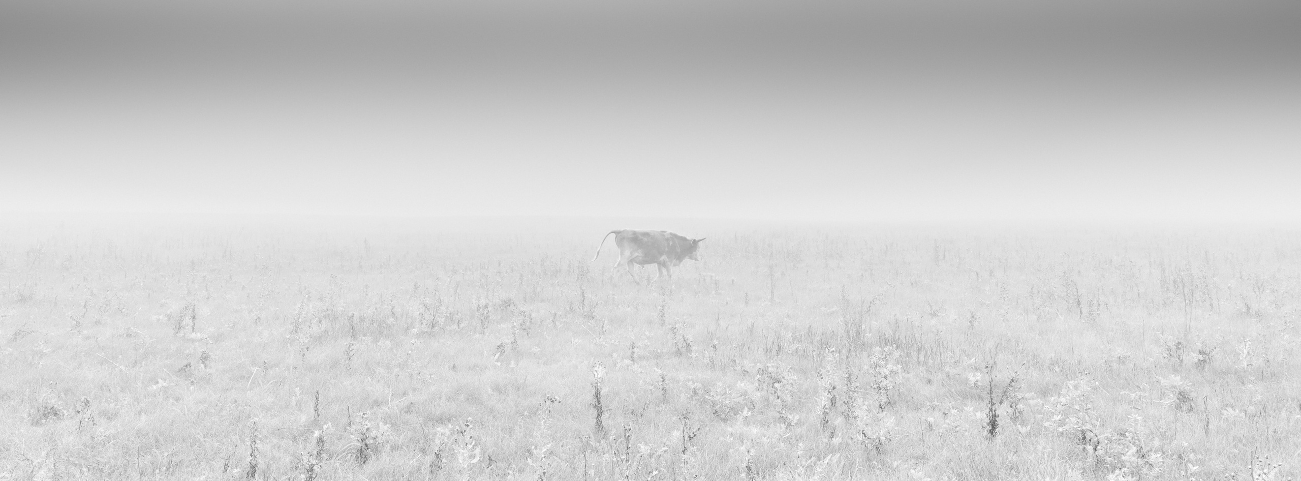 Альбом. Фотограф Арсен Сулейманов