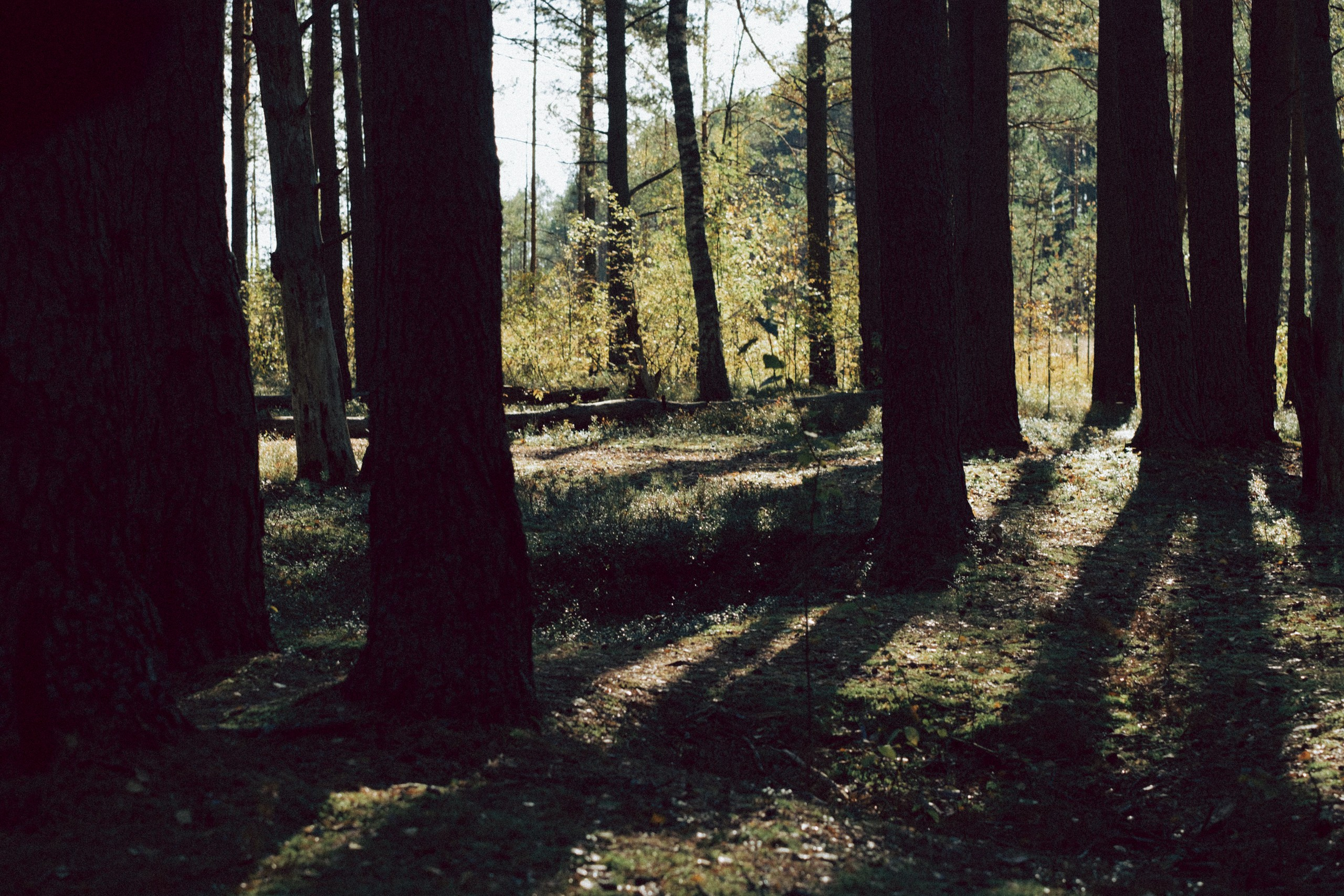 Осеняя прогулка. Профессиональный фотограф, Санкт-Петербург — Виктория Богомолова