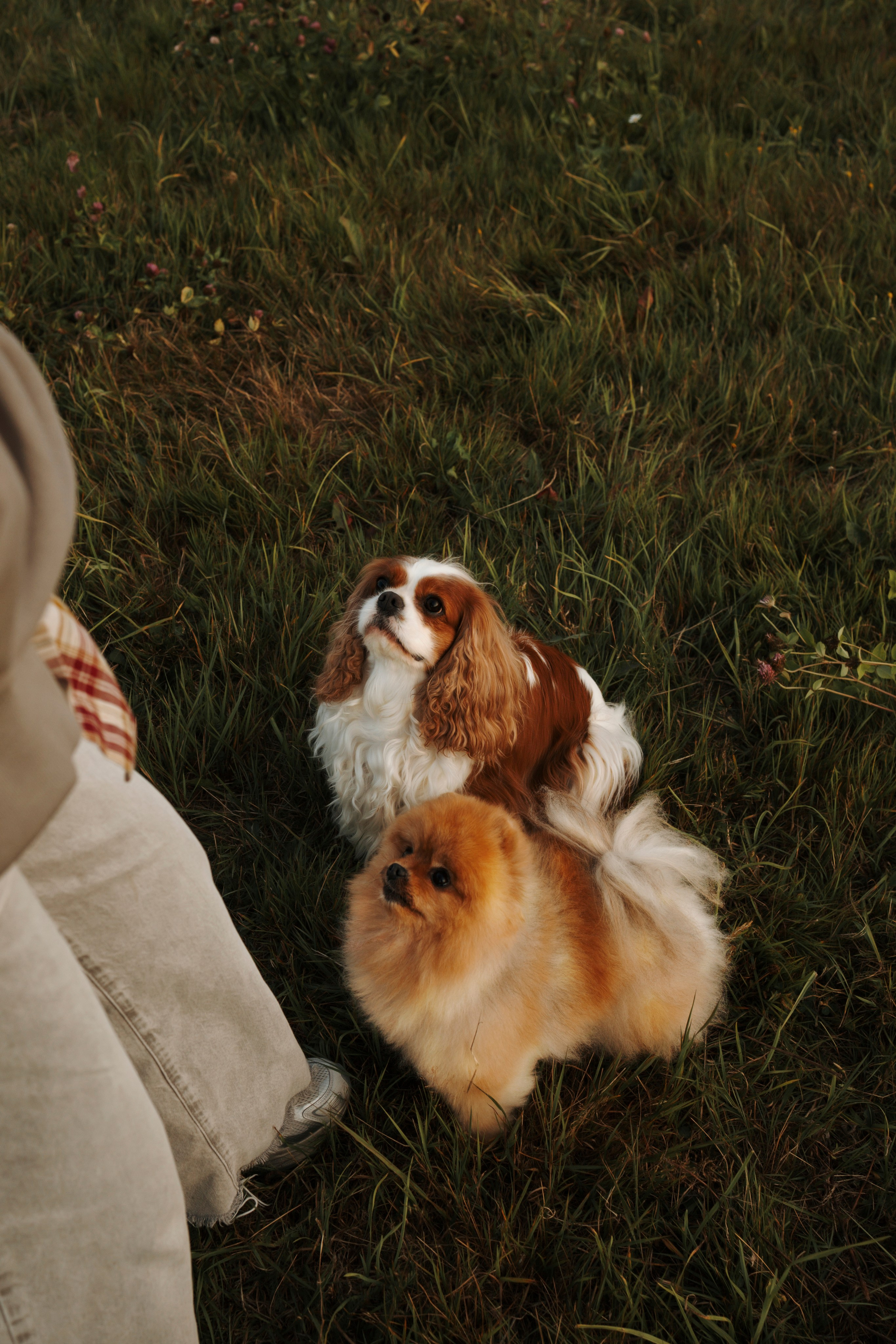 На закате Катерина, Луна и Рикки. Фотограф-анималист в Санкт-Петеребурге Титова Алиса