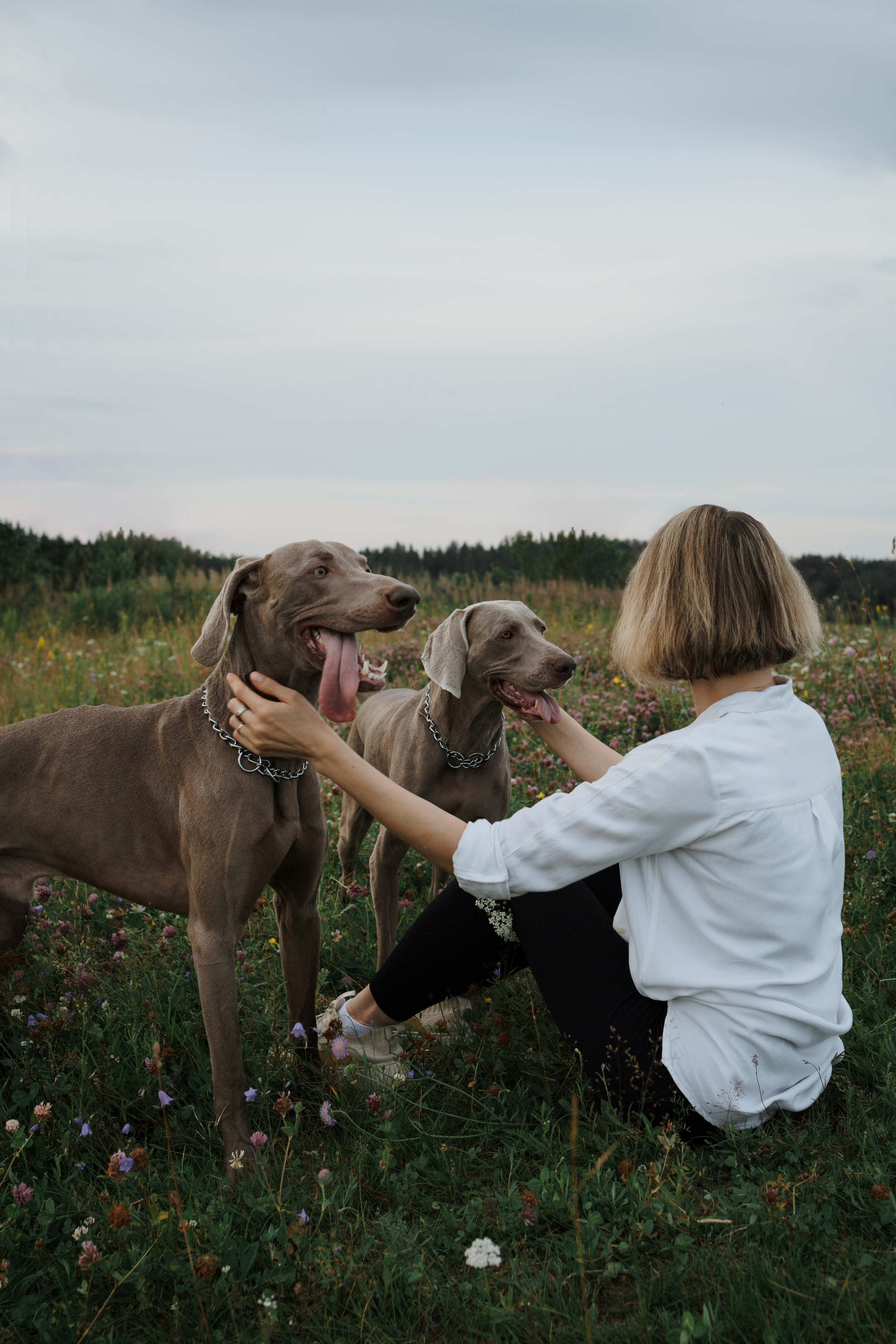 Маргарита и веймаранеры. Фотограф-анималист в Санкт-Петеребурге Титова Алиса