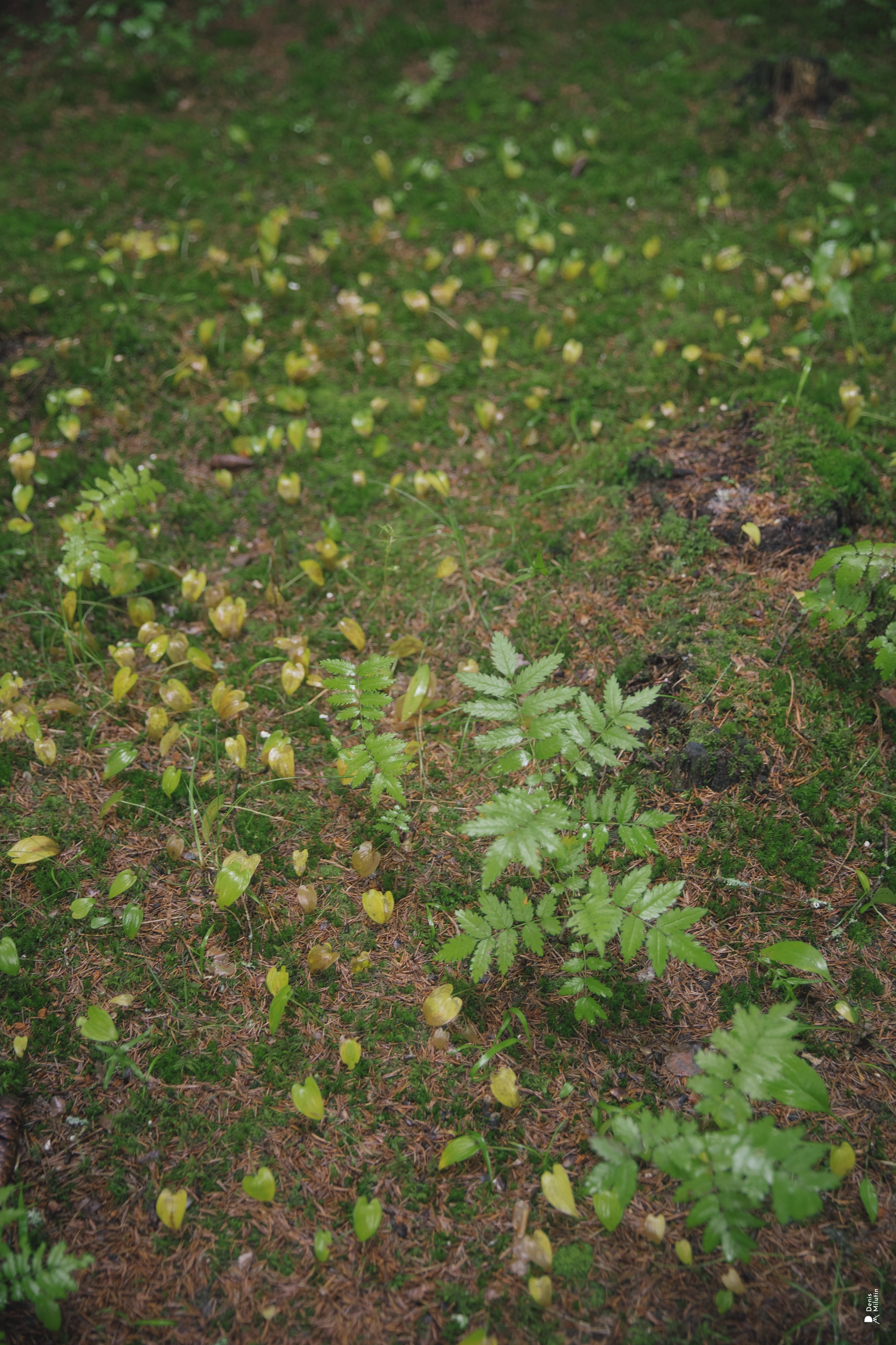 Женский Митрофаниевский скит Важеозерского мужского монастыря. Портретный фотограф Денис Милютин