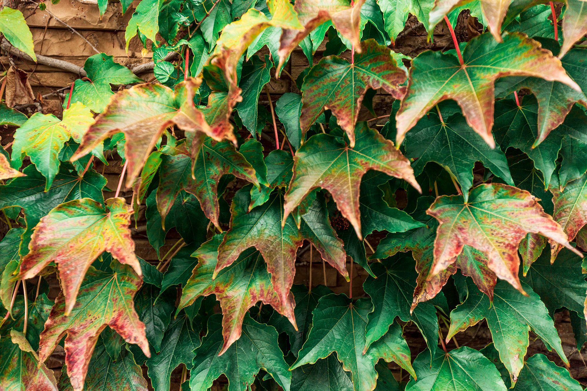 Дом в микрорайоне Магнолия, курорт Геленджик. Фотограф Александр Трихонюк. Фото недвижимости в Геленджике
