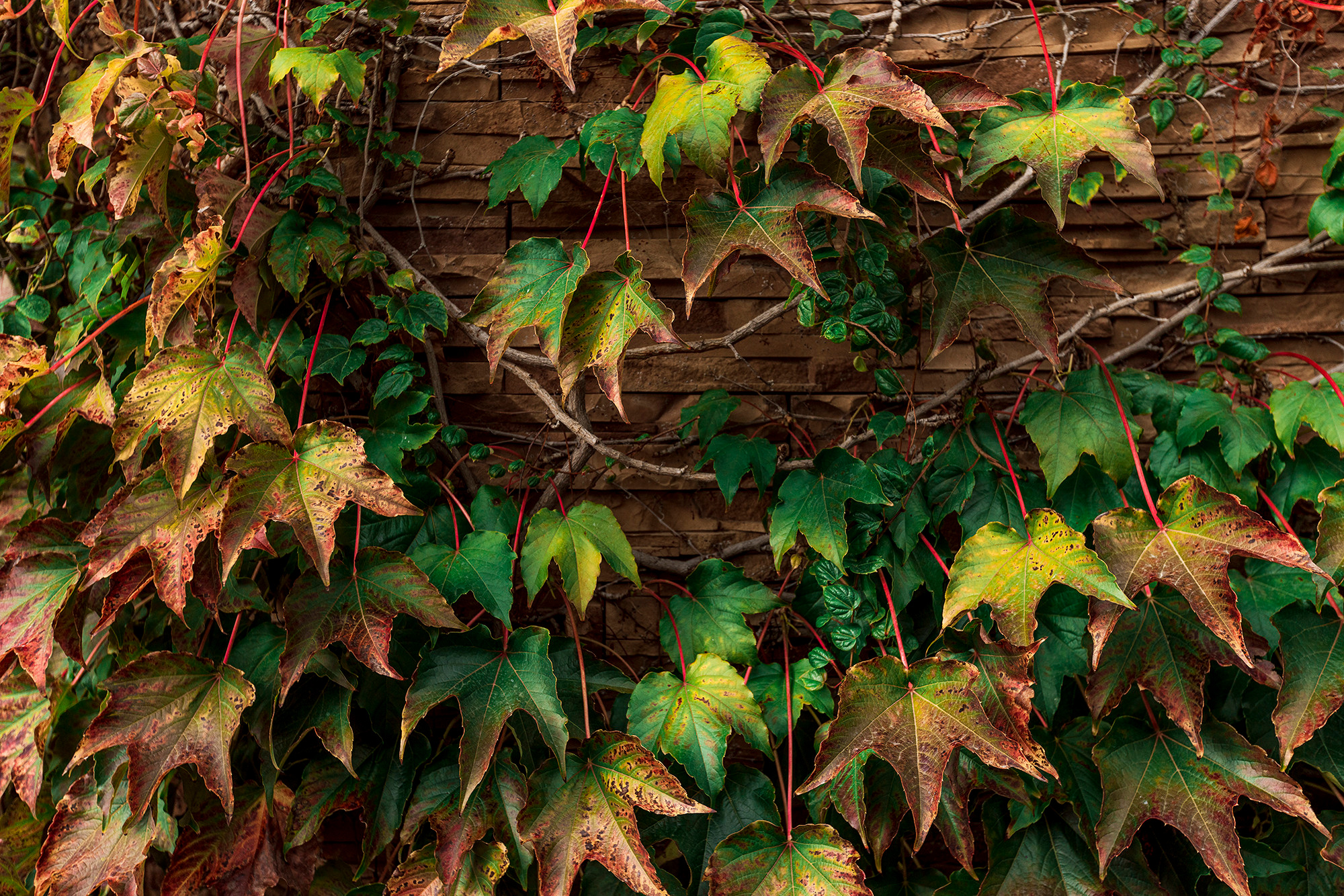 Дом в микрорайоне Магнолия, курорт Геленджик. Фотограф Александр Трихонюк. Фото недвижимости в Геленджике
