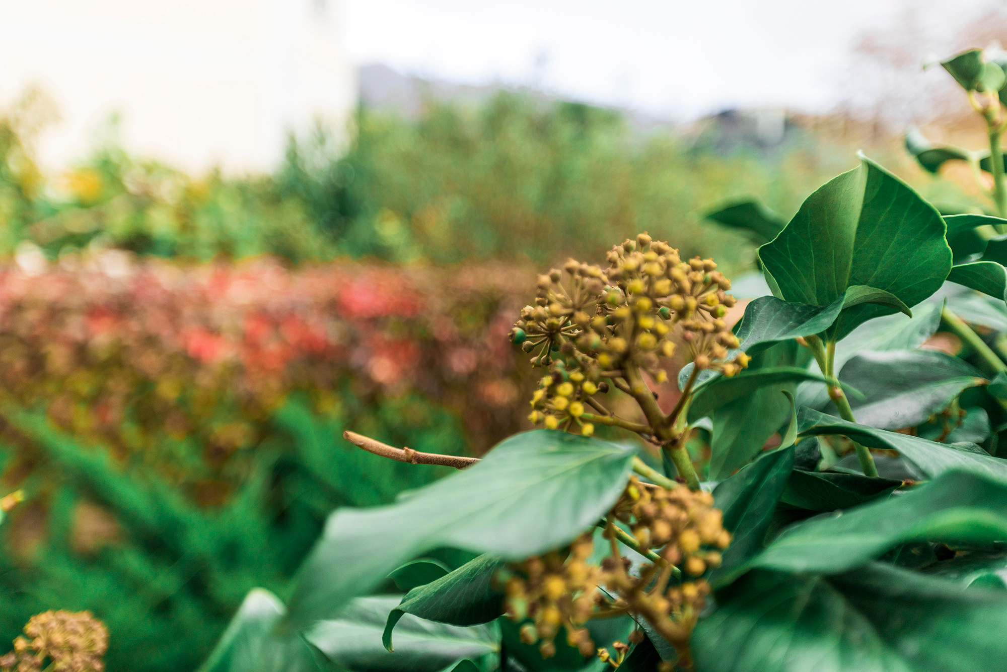 Дом в микрорайоне Магнолия, курорт Геленджик. Фотограф Александр Трихонюк. Фото недвижимости в Геленджике