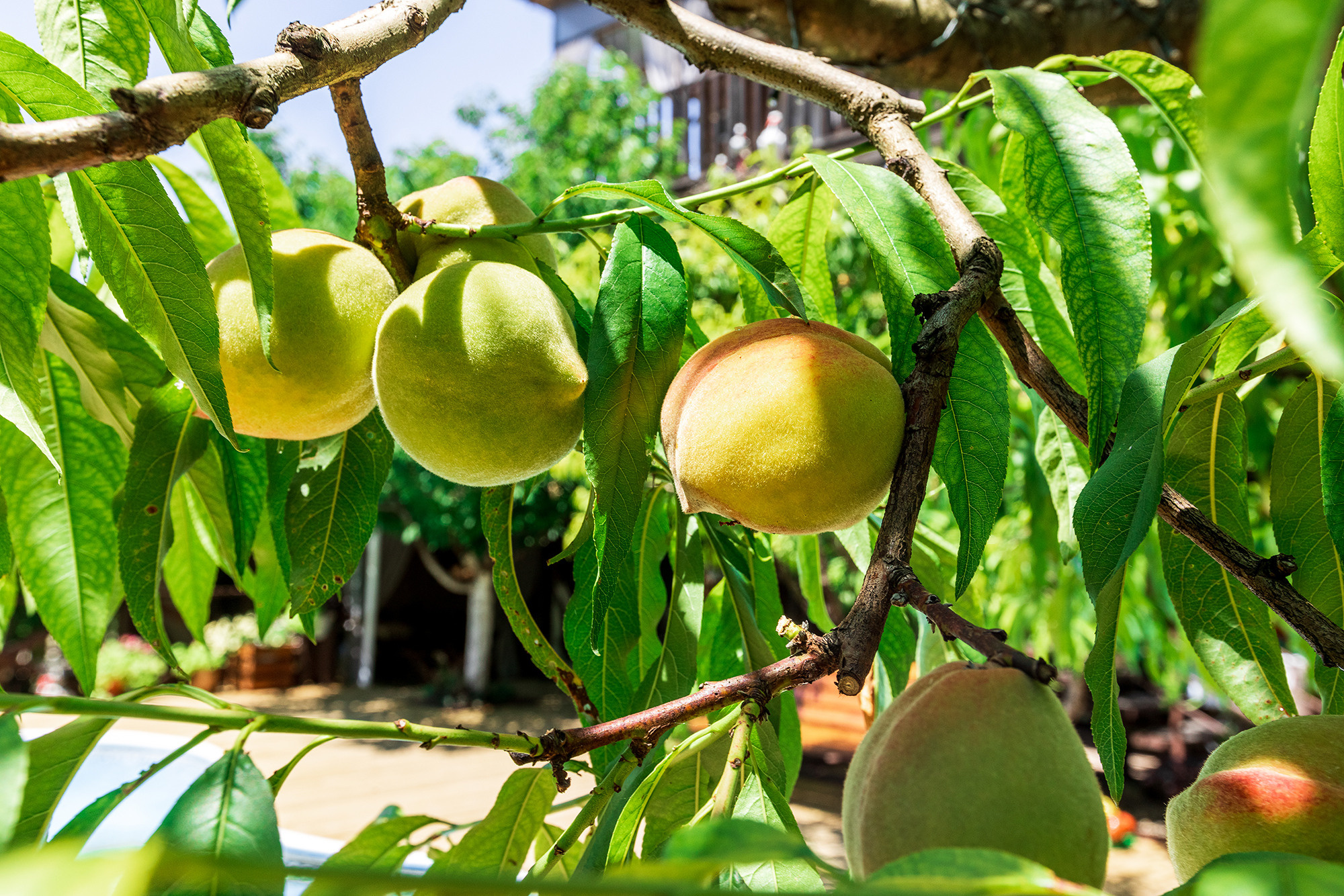 Небольшой отель в с. Береговое. Фотограф Александр Трихонюк. Фото недвижимости в Геленджике