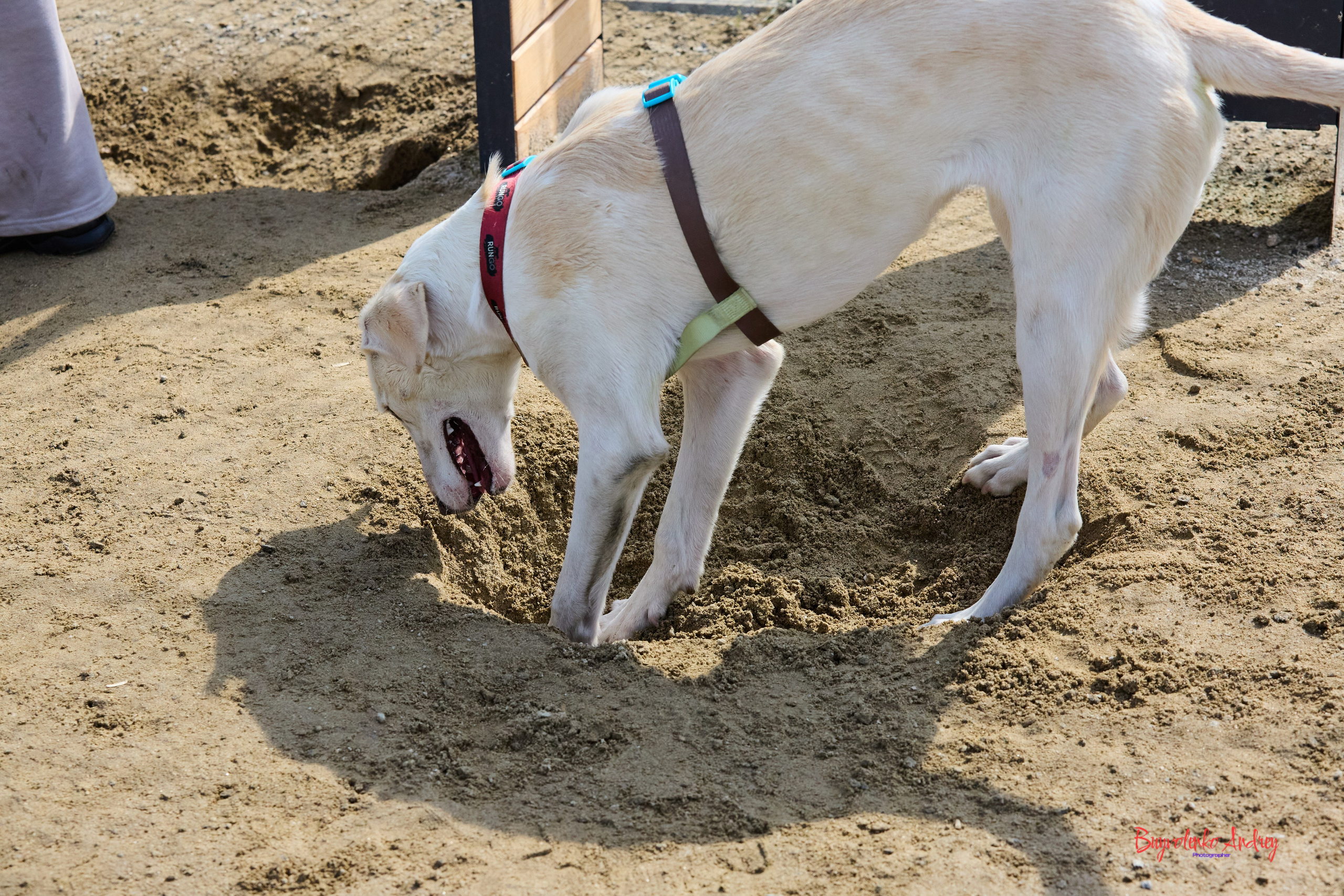 Проект фотопрогулка с хвостиком. Buyvolenko Andrey