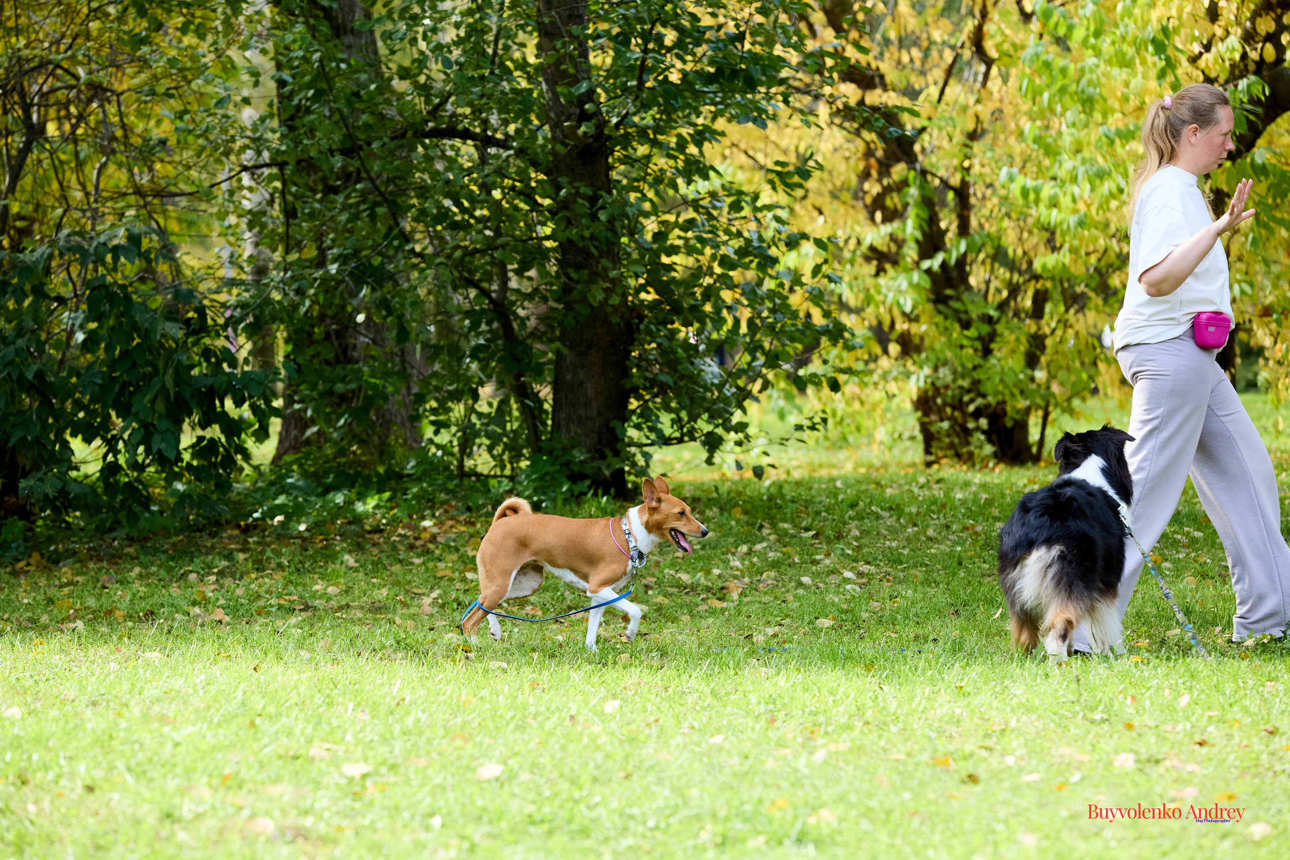Басенджи и Аусси 21.09.2025. Buyvolenko Andrey