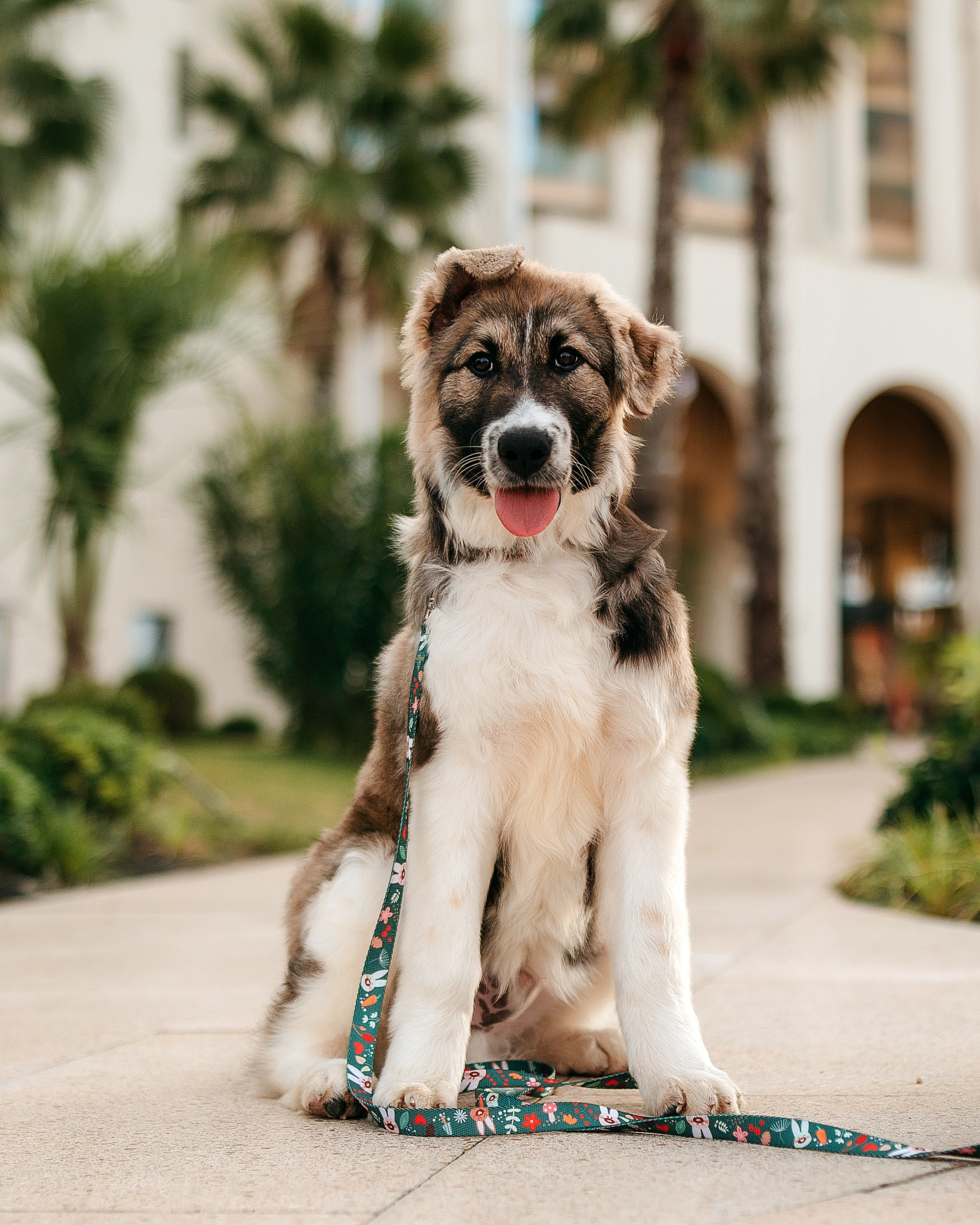Животные. Фотограф Сочи-Краснодар