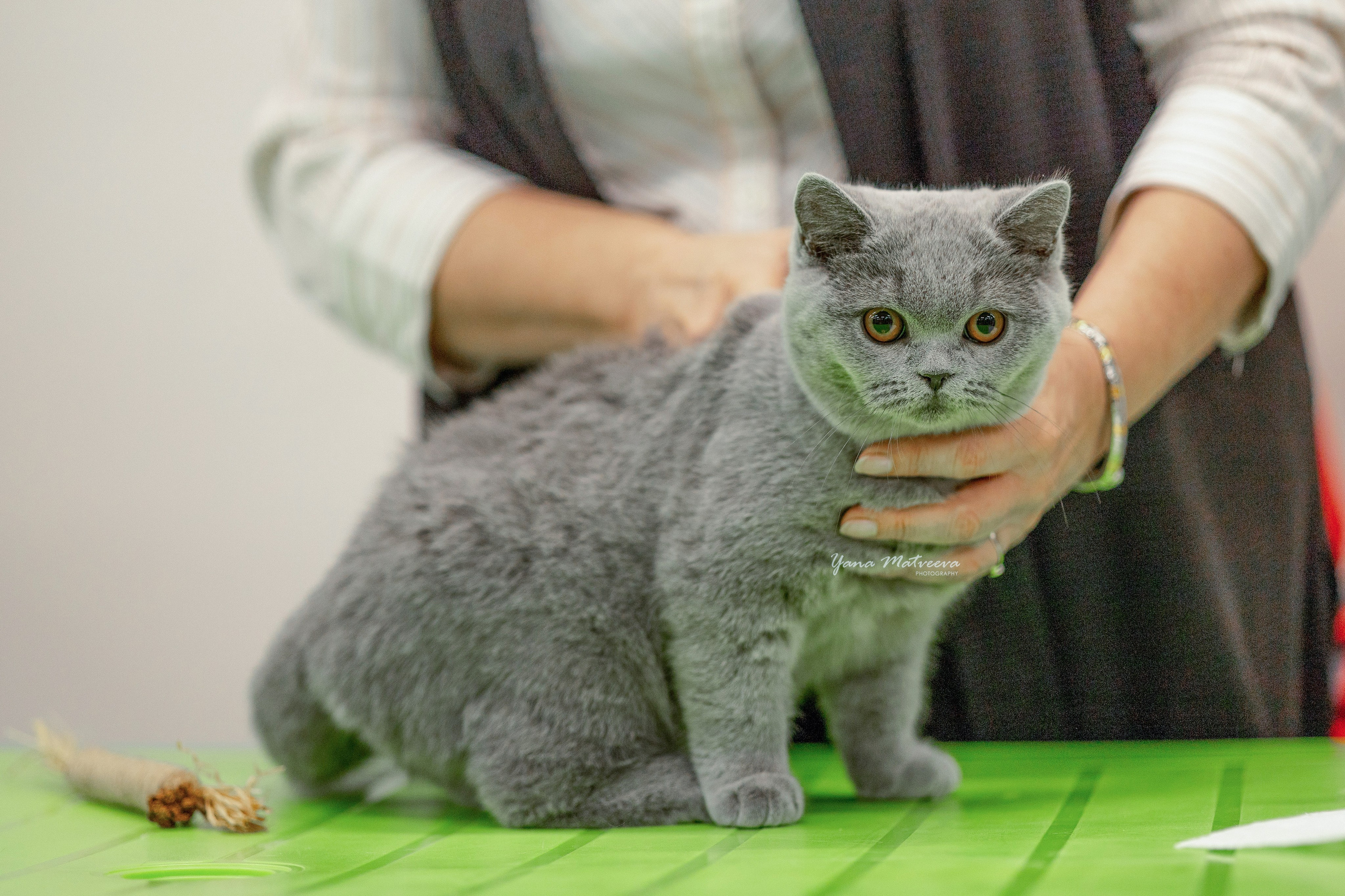 Кошки. Фотограф Яна Матвеева в Ижевске