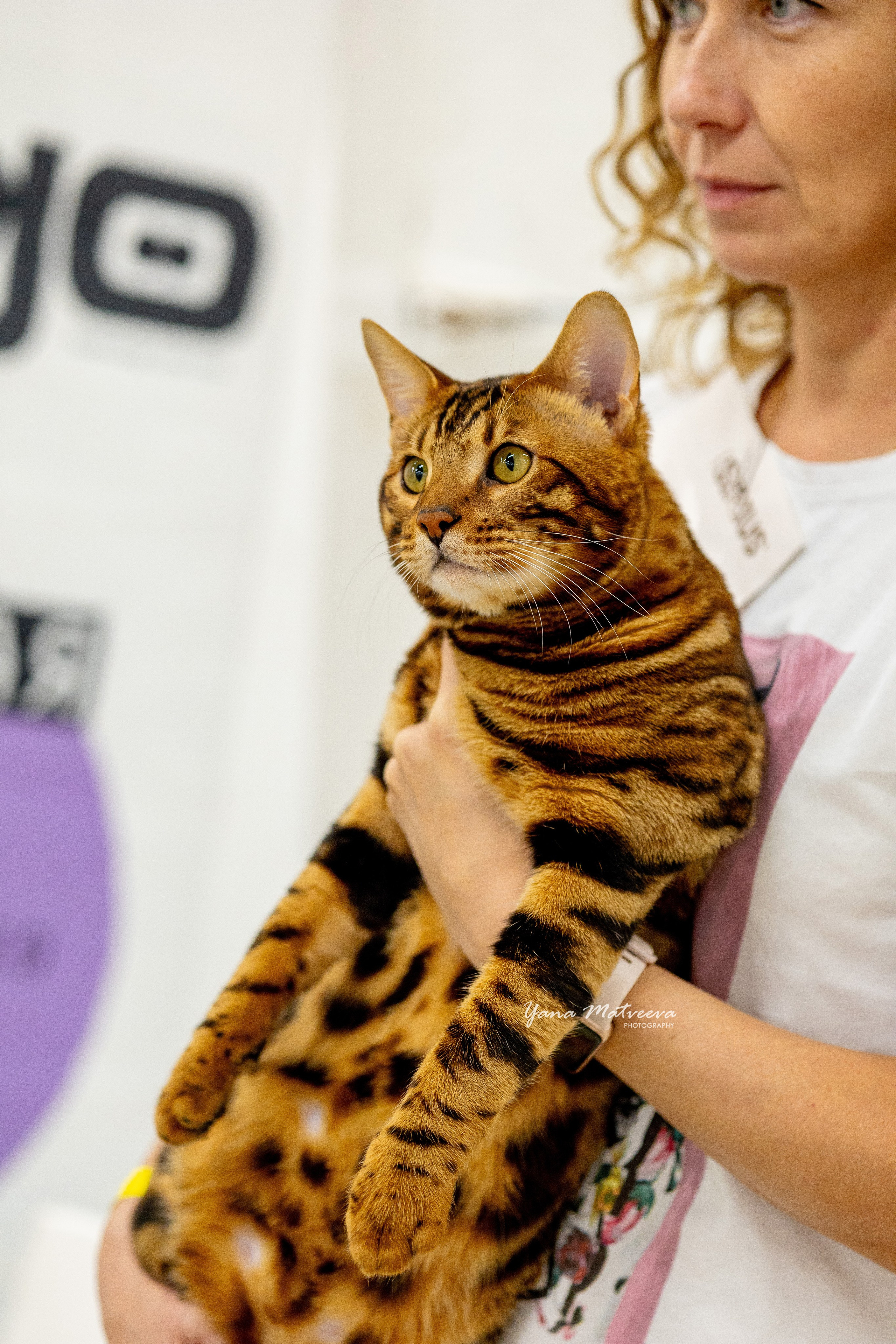 Кошки. Фотограф Яна Матвеева в Ижевске