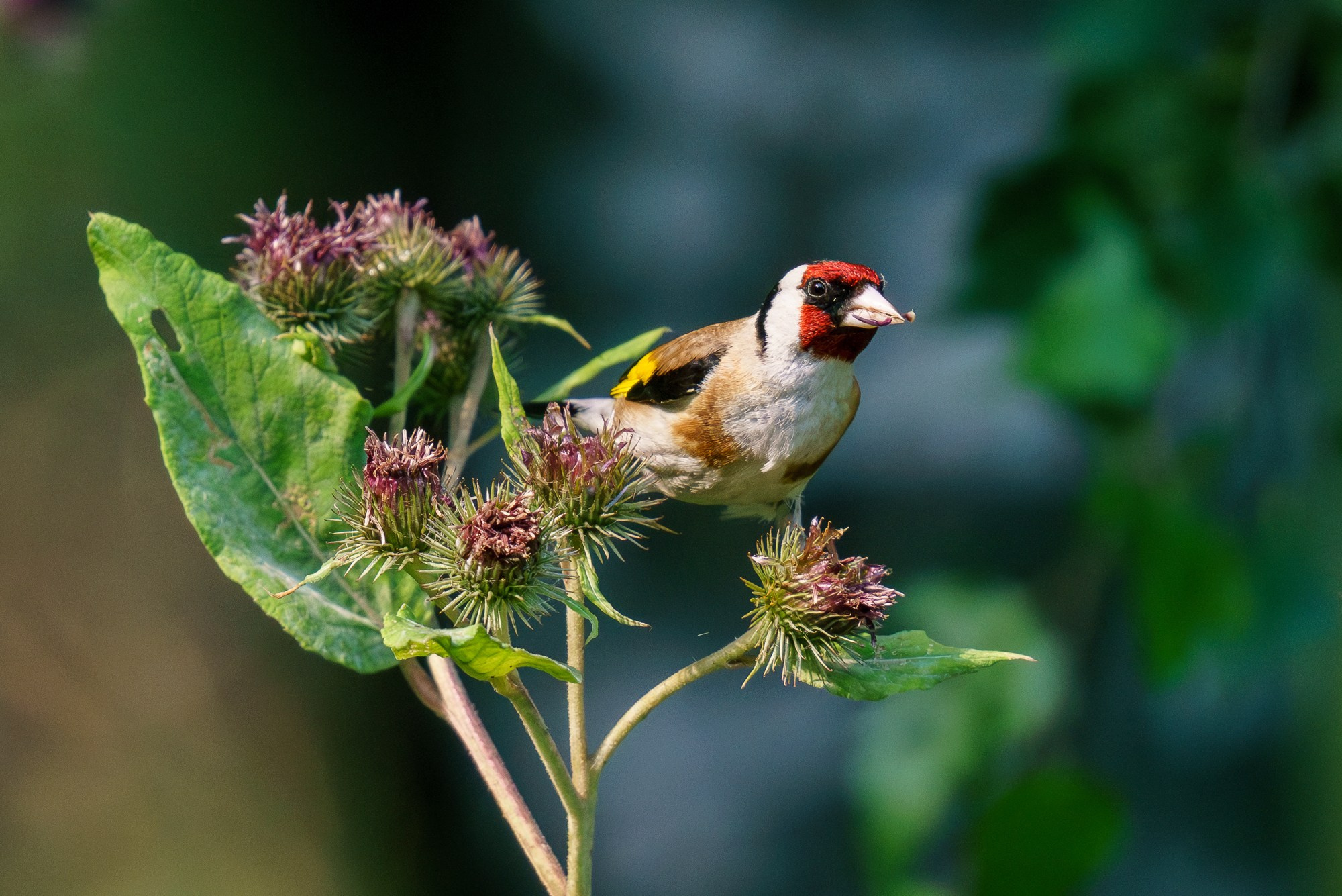 Удивительные мир птиц. Вокруг нас столько прекрасного — присмотритесь!. Ваш личный фотограф Марина Волкова