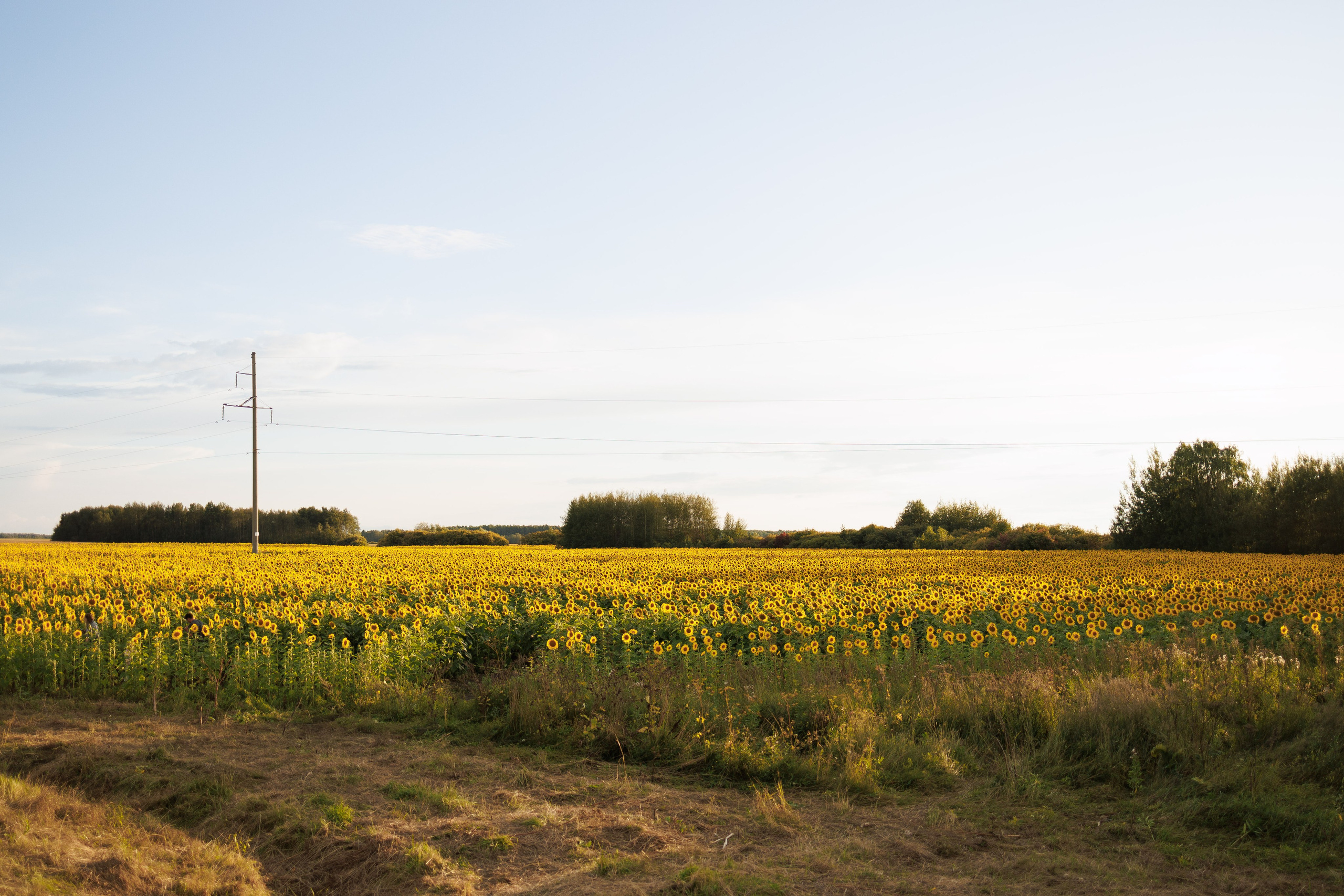 Прекрасная Татьяна. Семейный фотограф г. Тюмень