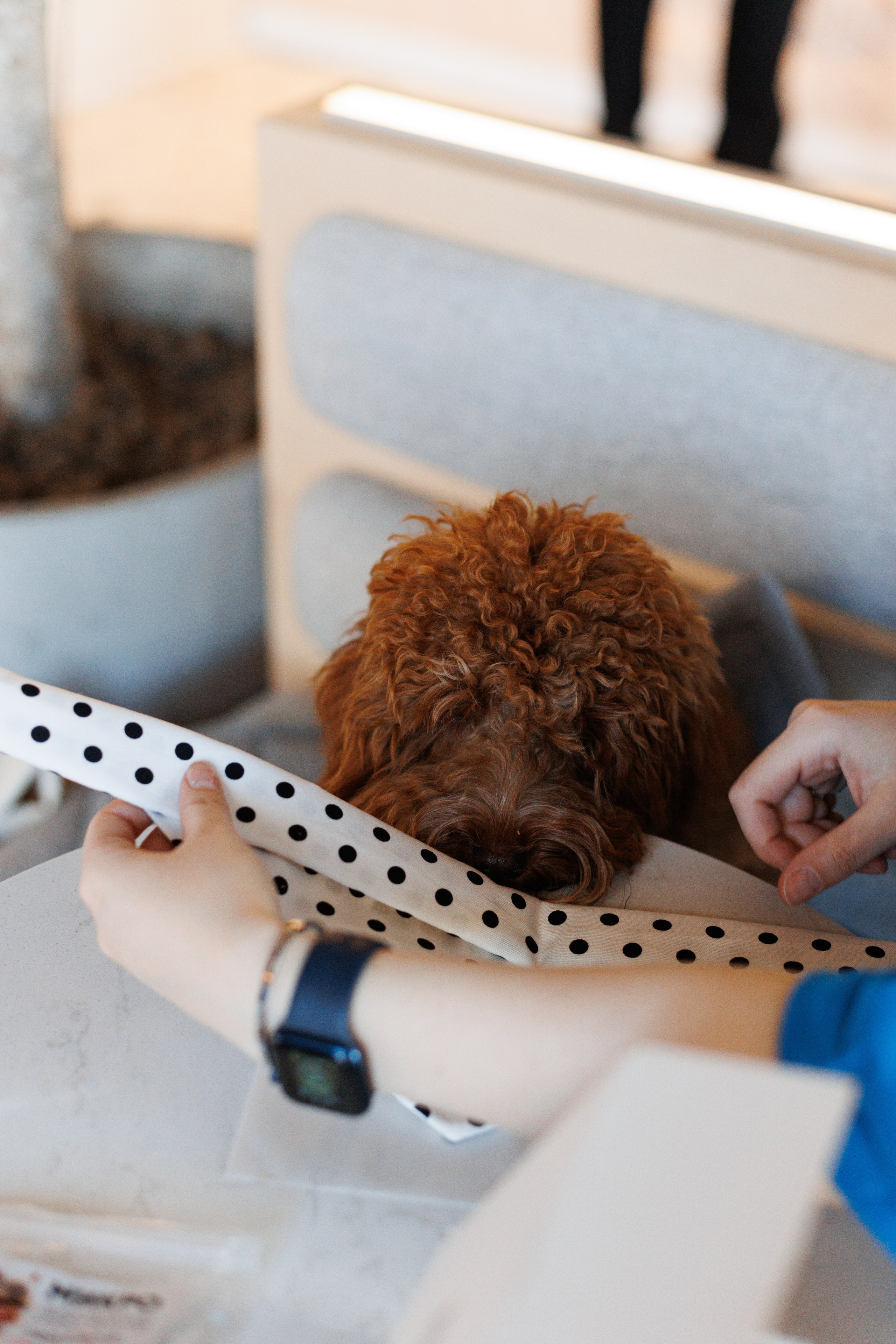 Bmbh городская. Фотограф анималист Кристина Карпова, Москва