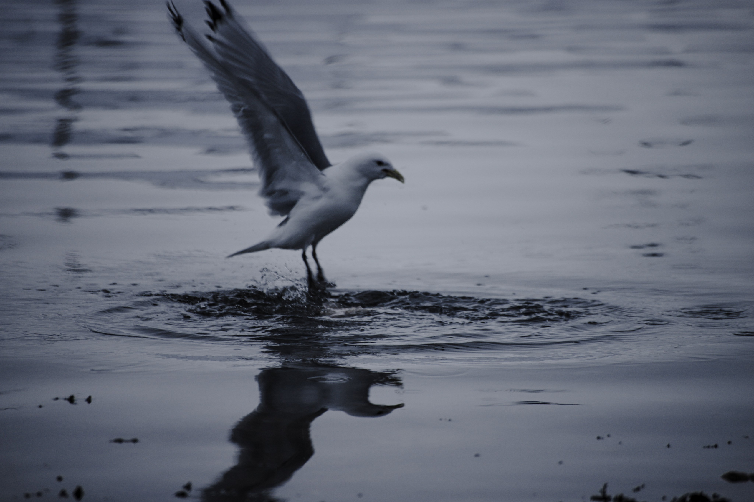 Фото с прогулок и с поездок на Кольский полуостров