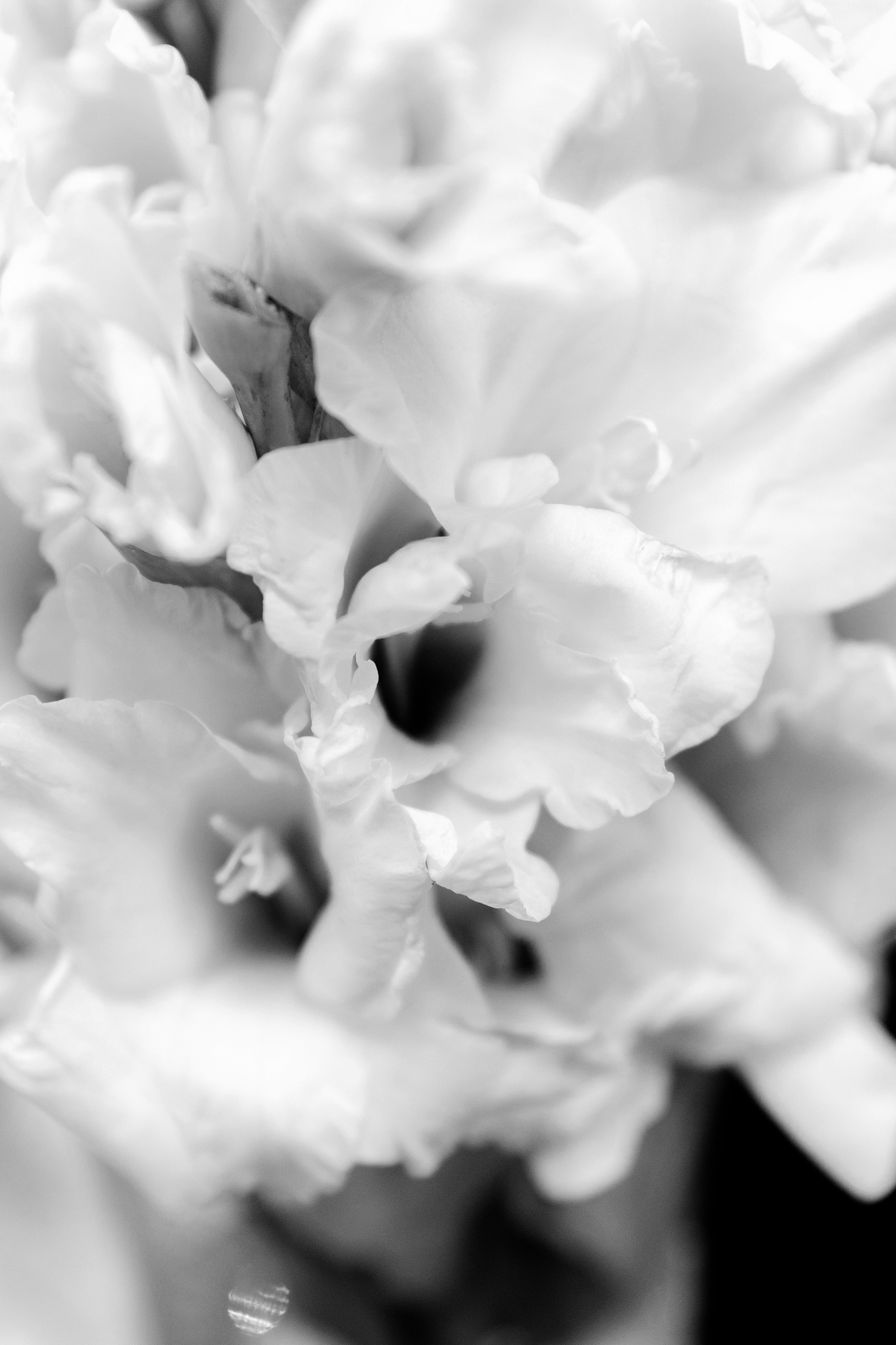 В первый день сентября. Фотограф Елена Краснопевцева