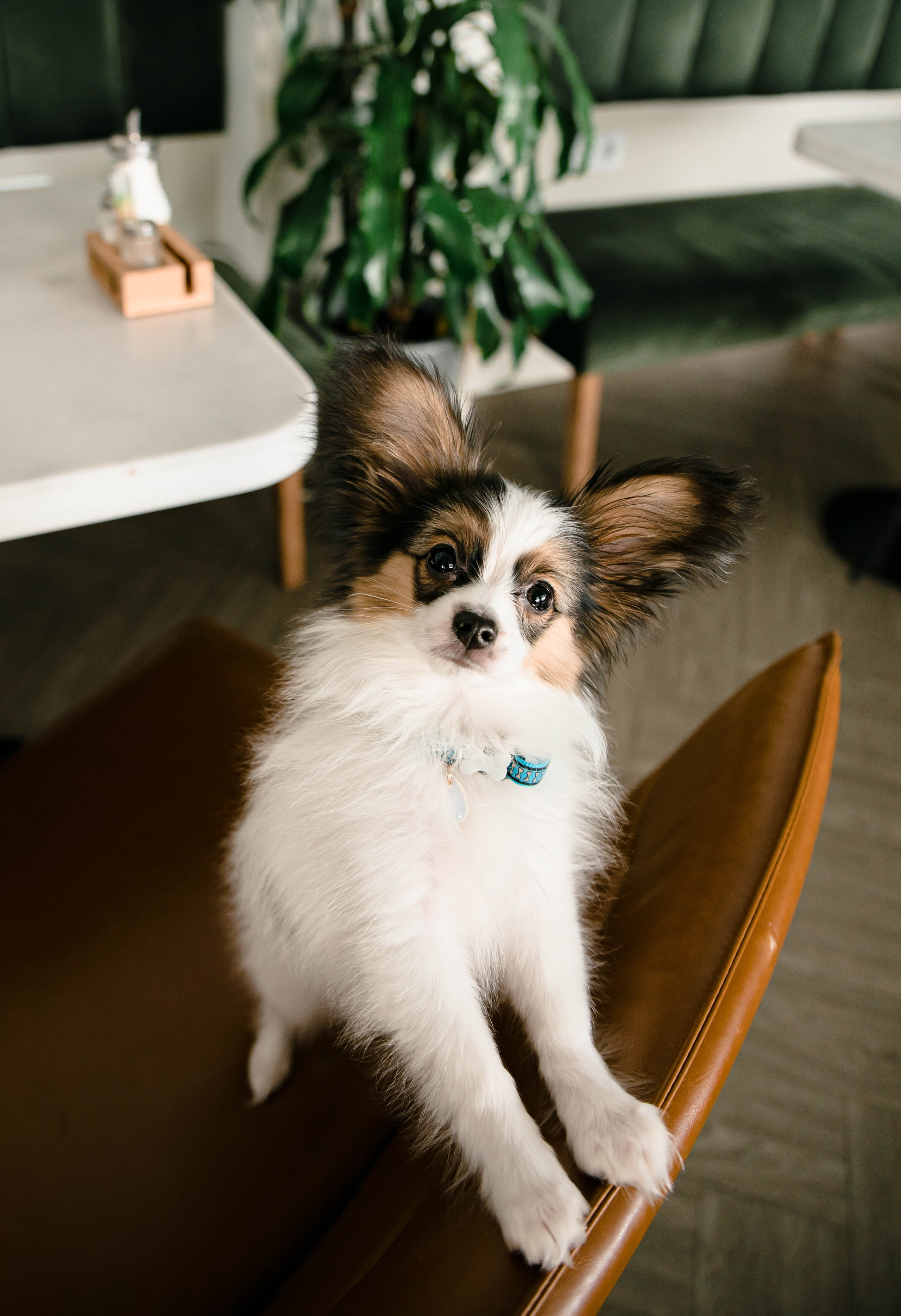 Настя, Света и Папийон Луней. Главная