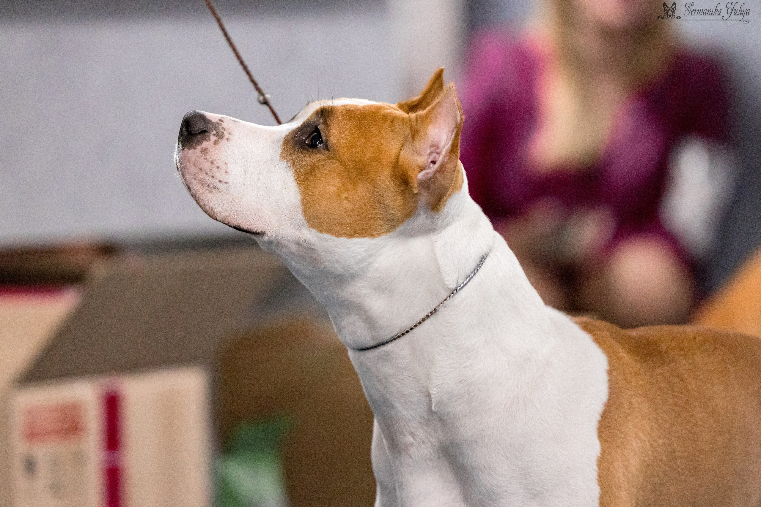 Сфера 29.10,Крокус 4.11,Сфера 12.11.2023. Фотограф-анималист Юлия Германика