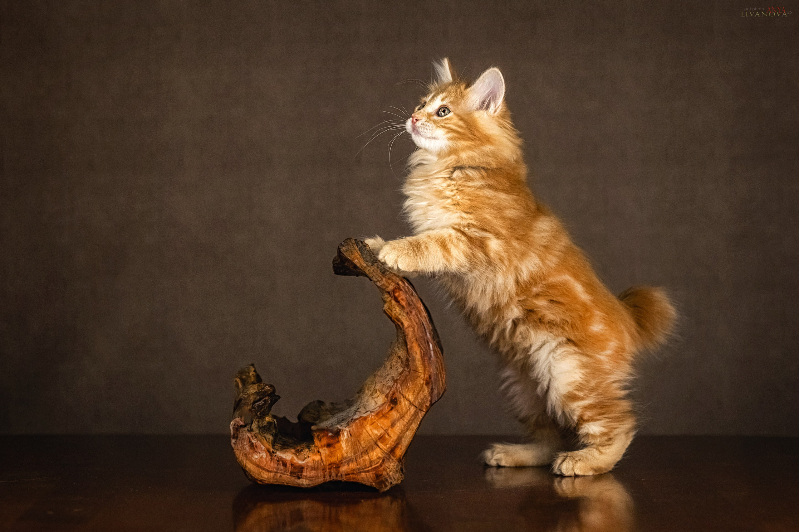 Бобтейлы. Фотограф анималист Аня Ливанова | Рыбинск