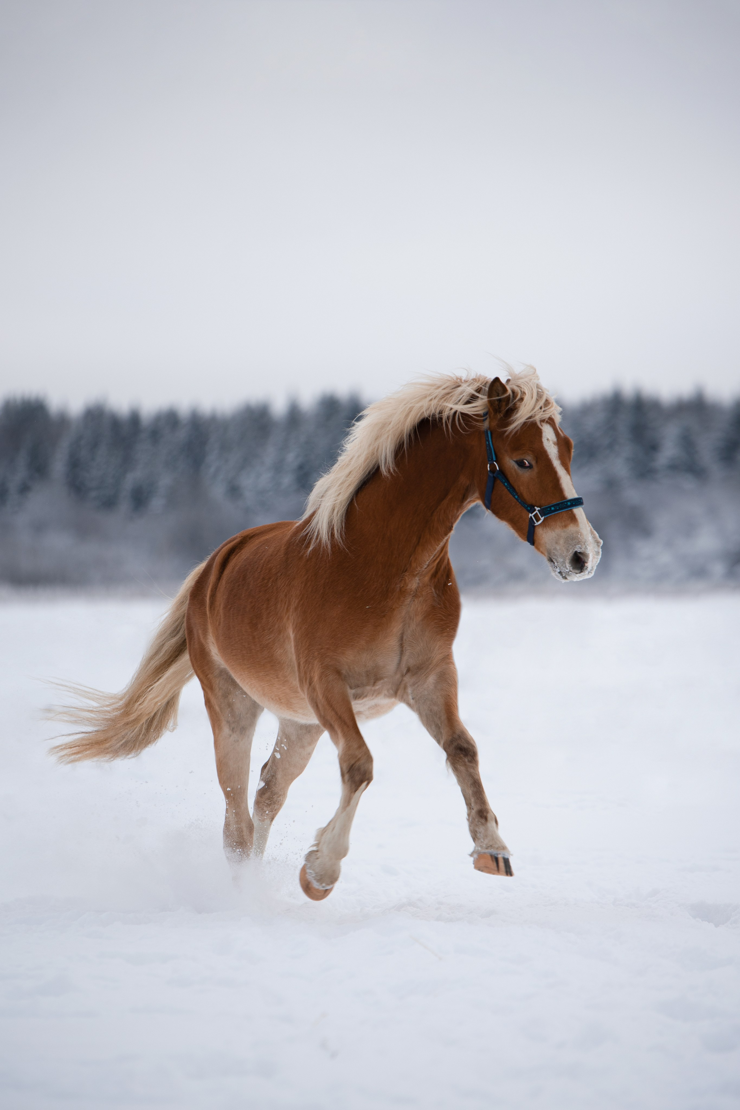 Портрет лошади, лошадь, конь, фото лошади, фотография лошади, конный фотограф, съемка лошадей, фотограф лошадей, конная фотография, конный фотограф, конный фотограф в спб, профессиональный фотограф спб, фотограф спб, ахалтекинец, рысак, спортивная лошадь, конный клуб, фотосессия с лошадьми, тракененская лошадь, зима, лошадь зимой, пейзаж, зимний лес свободные лошади, орловец, орловский рысак, орловская рысистая порода, новый год, новогодняя фотосессия, съемки с лошадьми, фото с лошадью, пони, шетленд, шетлендский пони