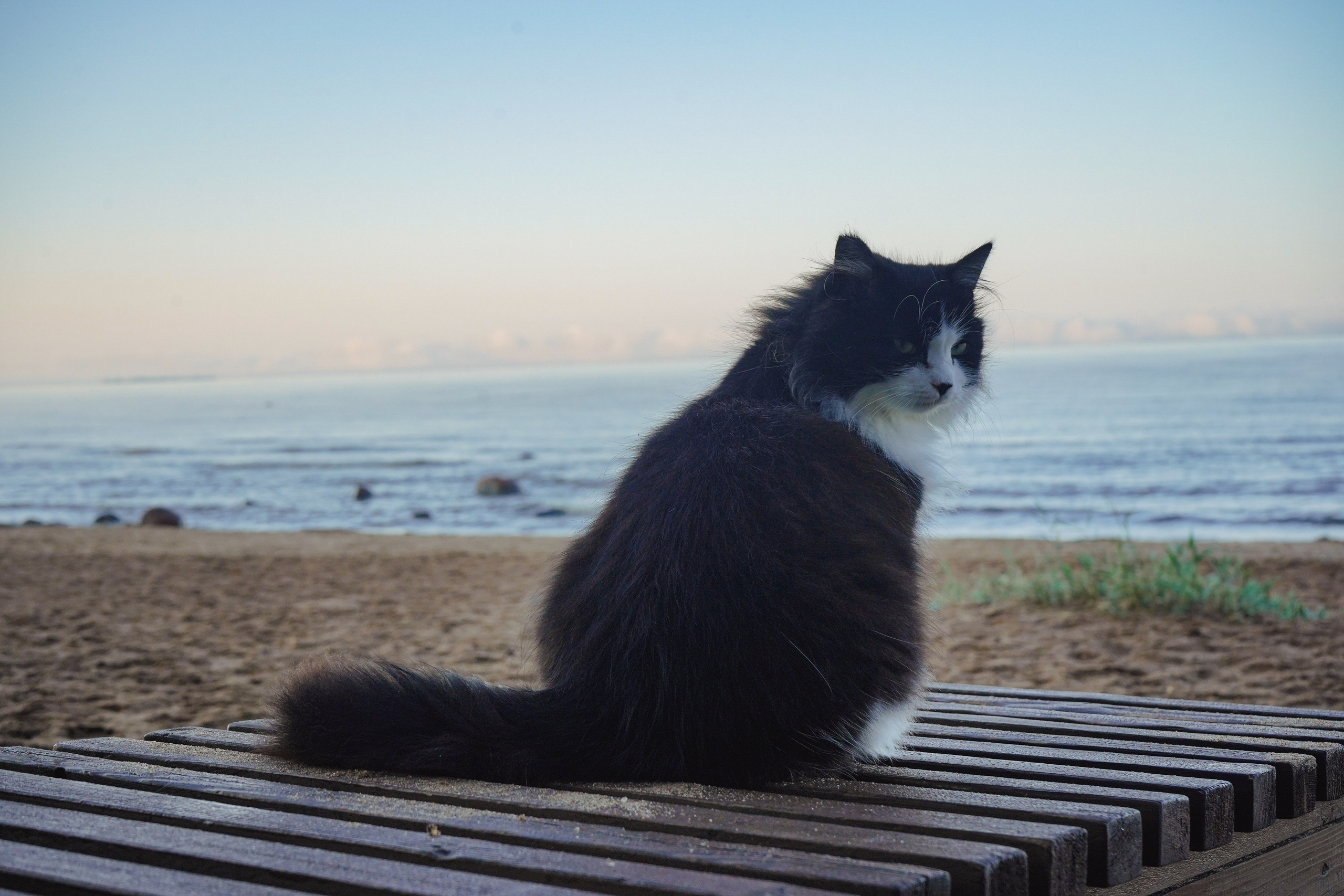 Фотосессии Пушистиков. Фотограф в Санкт-Петербурге Виктория Барышникова