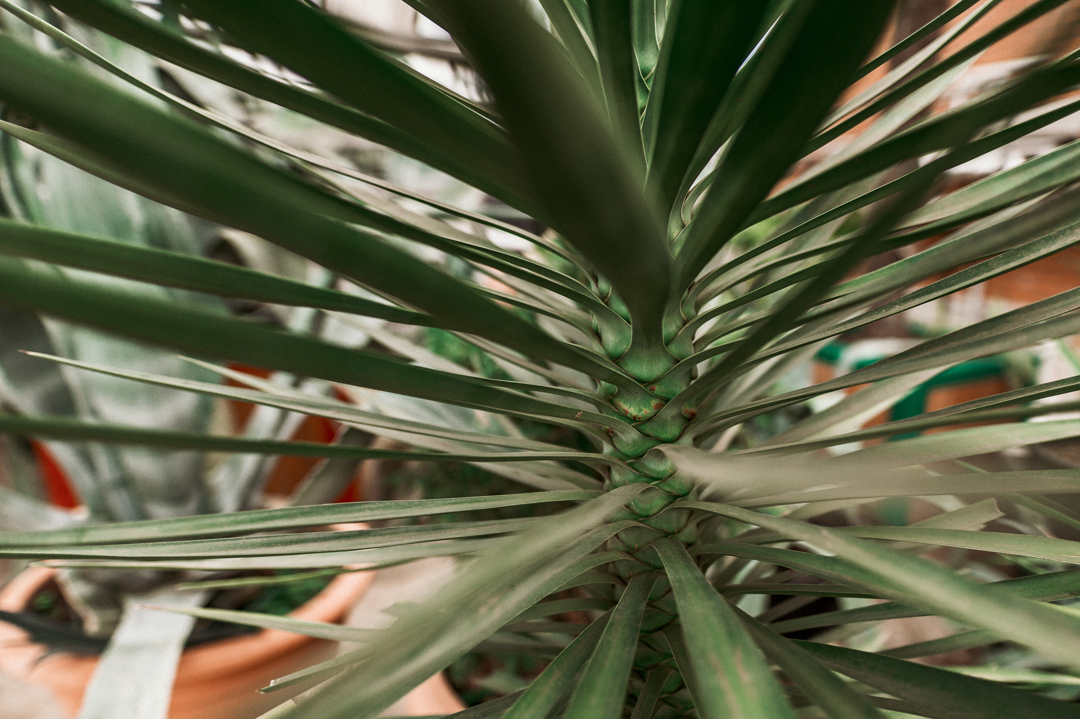 Ярослава и Георгий. Свадебный семейный фотограф в Батуми Павел Мишарин