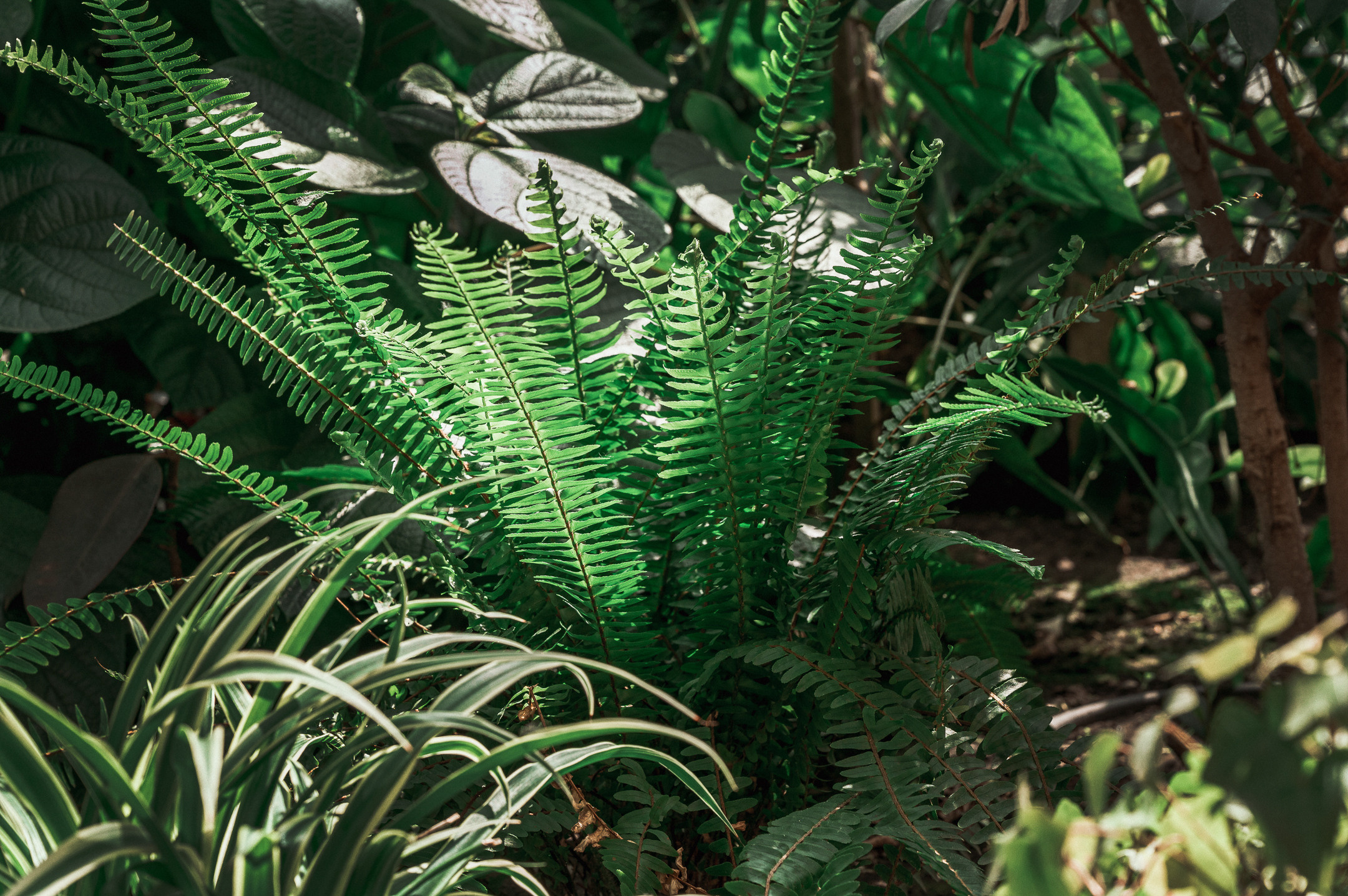 Ярослава и Георгий. Свадебный семейный фотограф в Батуми Павел Мишарин