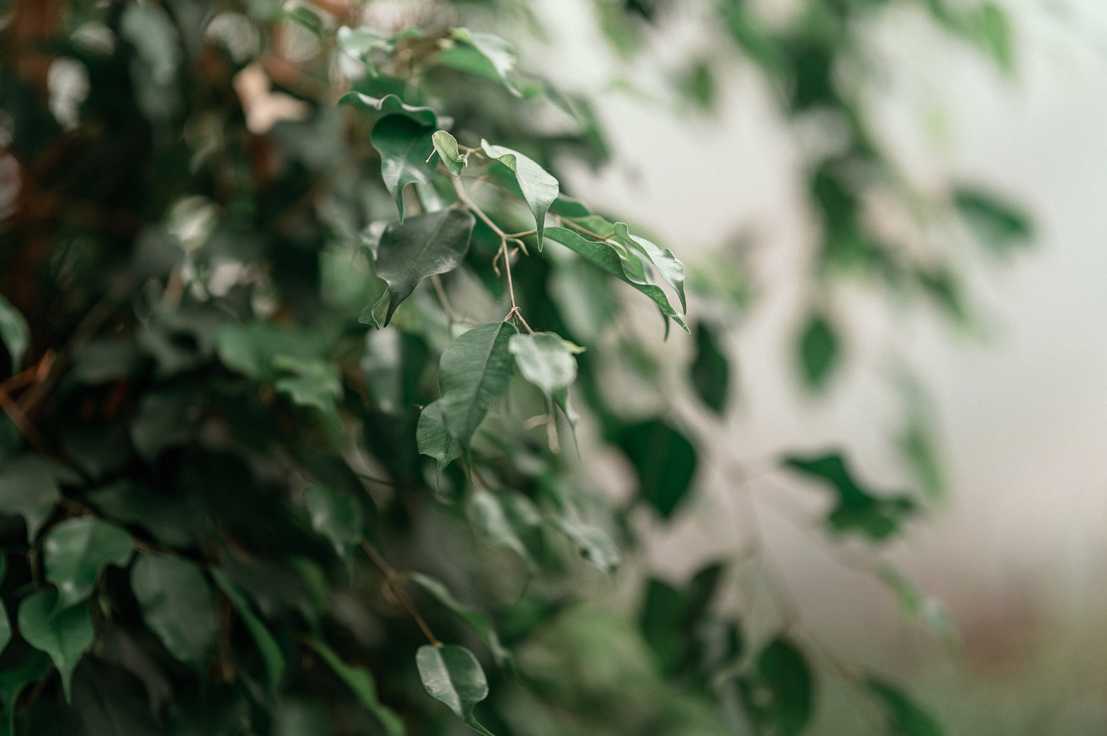 Ярослава и Георгий. Свадебный семейный фотограф в Батуми Павел Мишарин