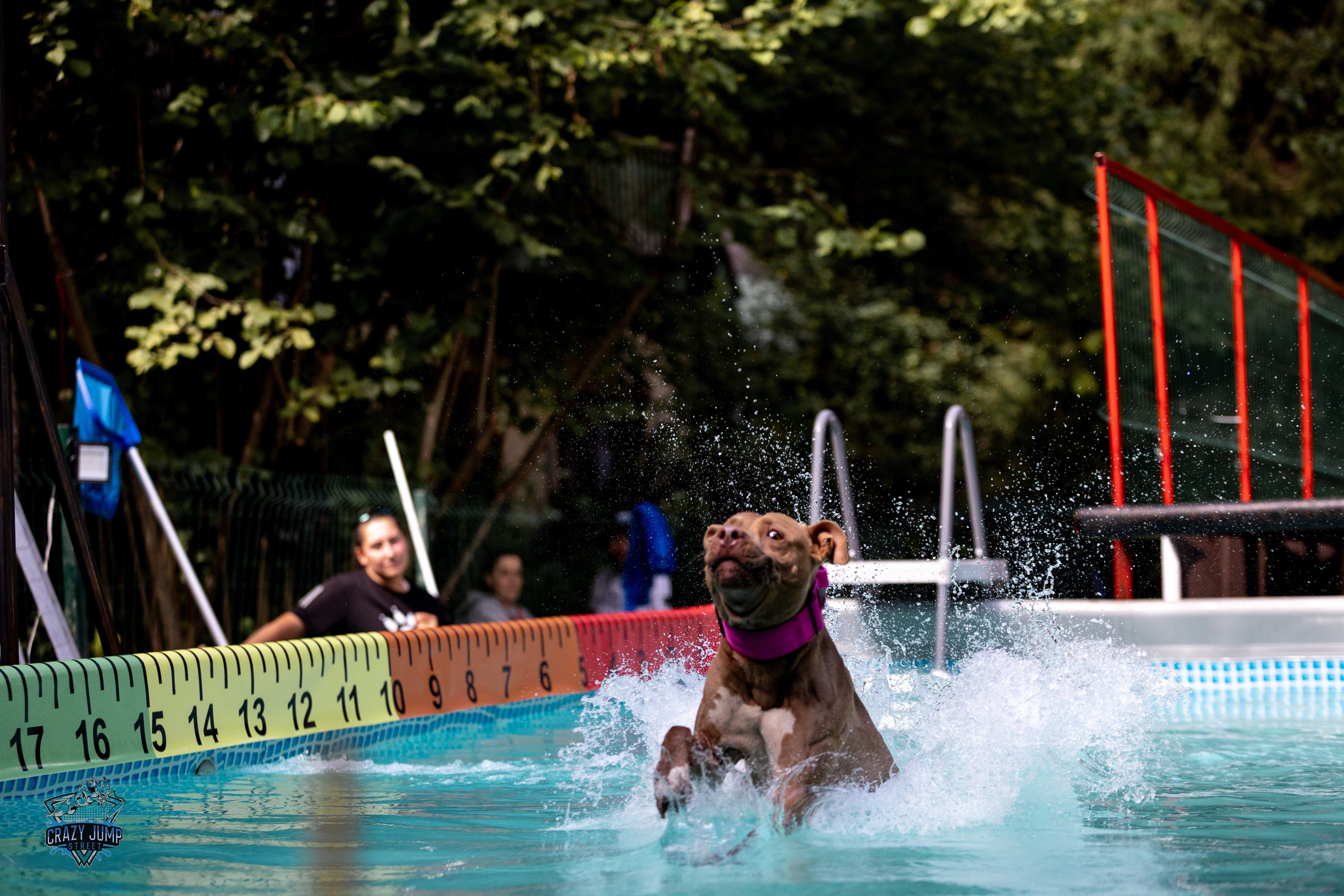 Собаки, спорт, Док дайвинг. Свадебный и репортажный фотограф в Москве и Московской области