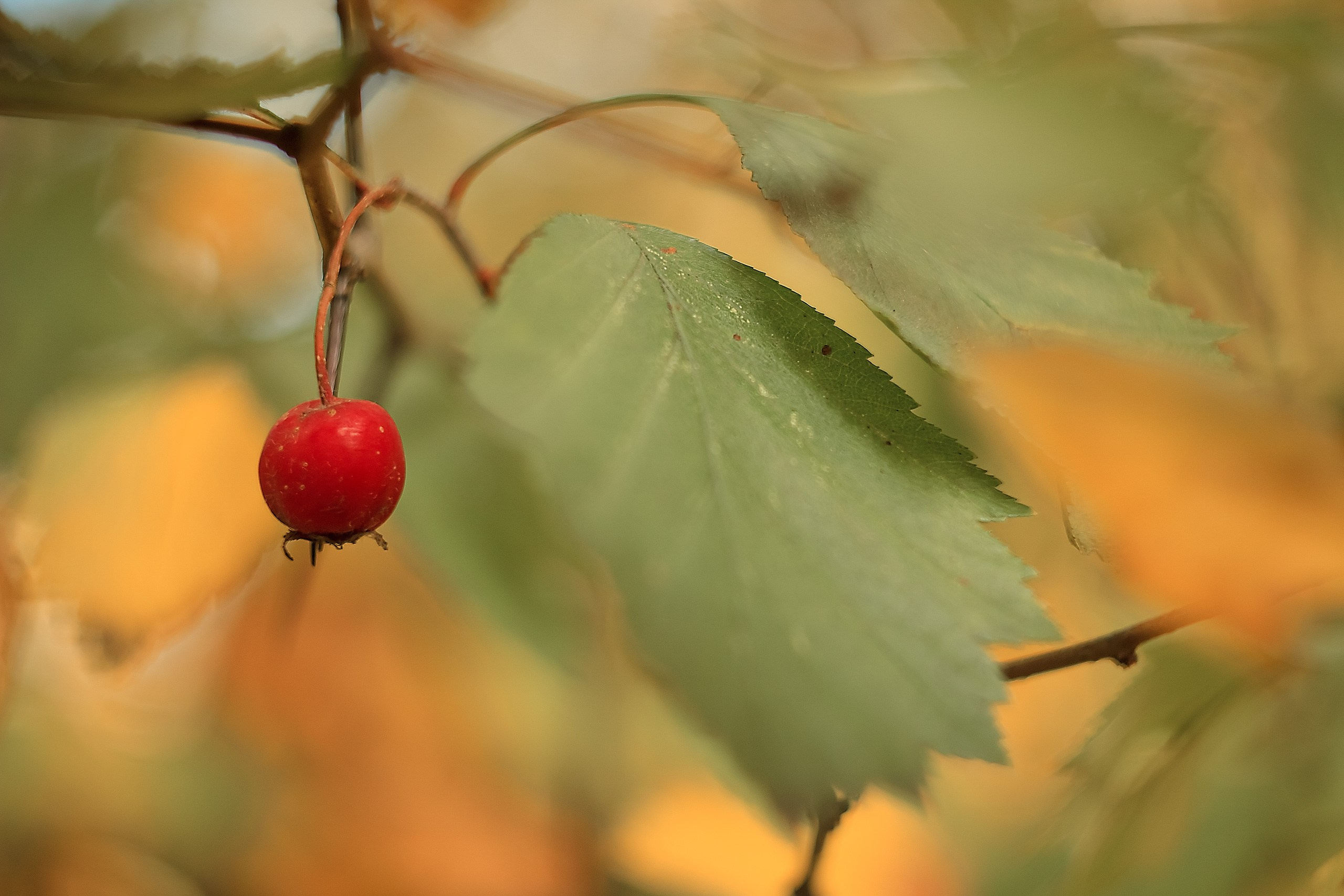 Великое в Малом. Аmat Victoria Сuram