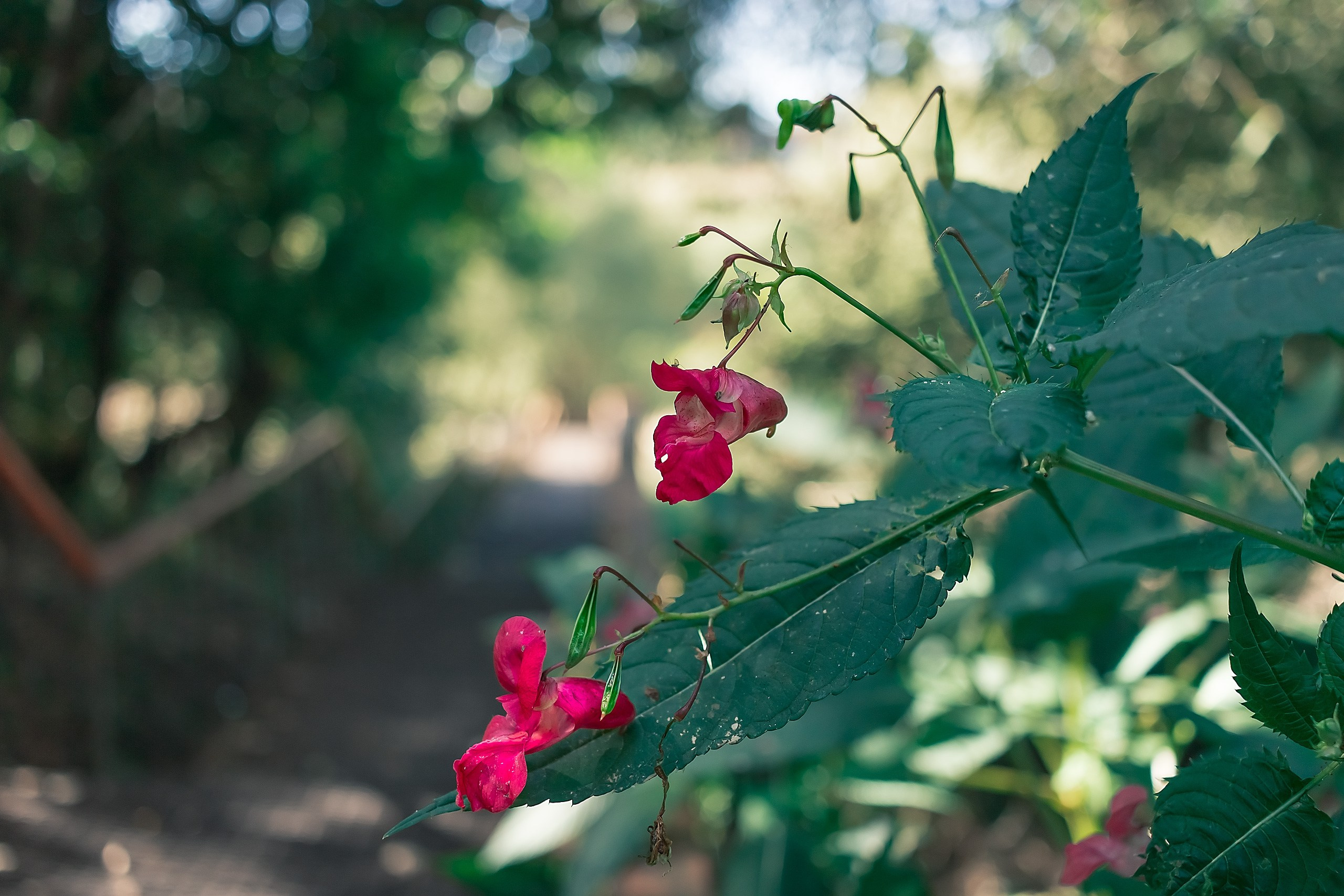 Обиды нельзя прятать. Аmat Victoria Сuram
