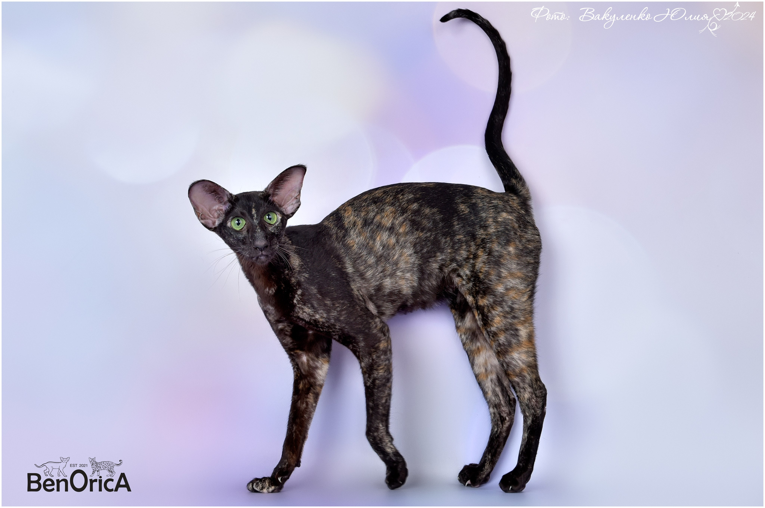 Взрослые. Фотограф анималист | семейный Юлия Вакуленко, г. Краснодар