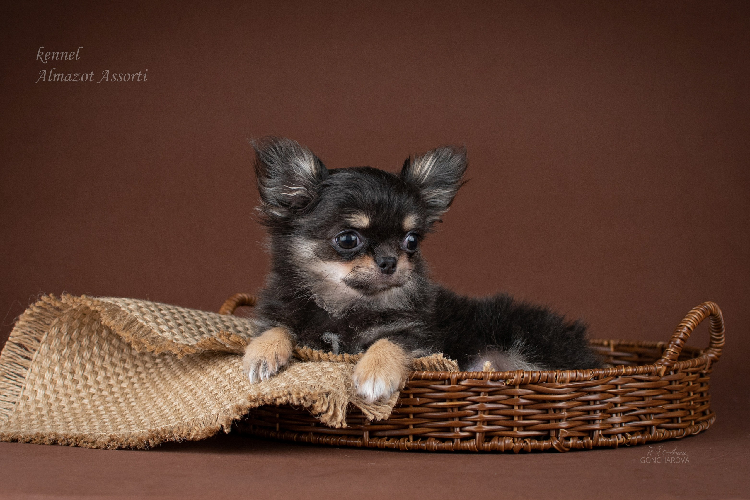 Съемка щенков. Фотограф анималист в Ростове I Гончарова Анна