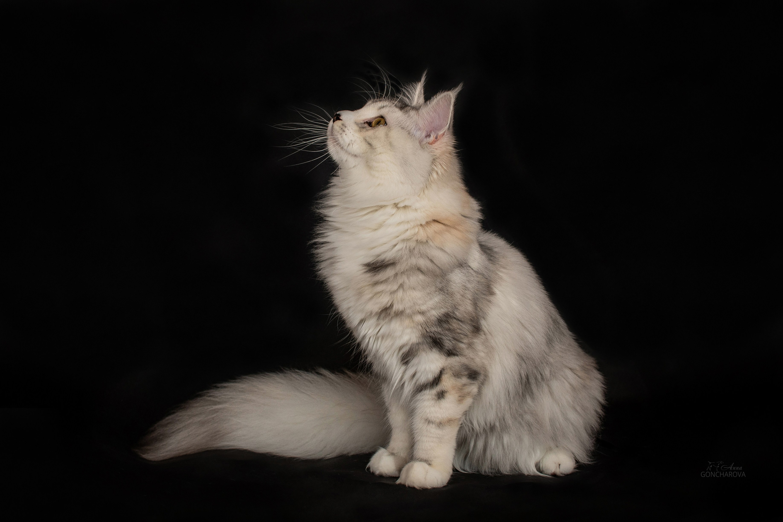 Съемка кошек. Фотограф анималист в Ростове I Гончарова Анна