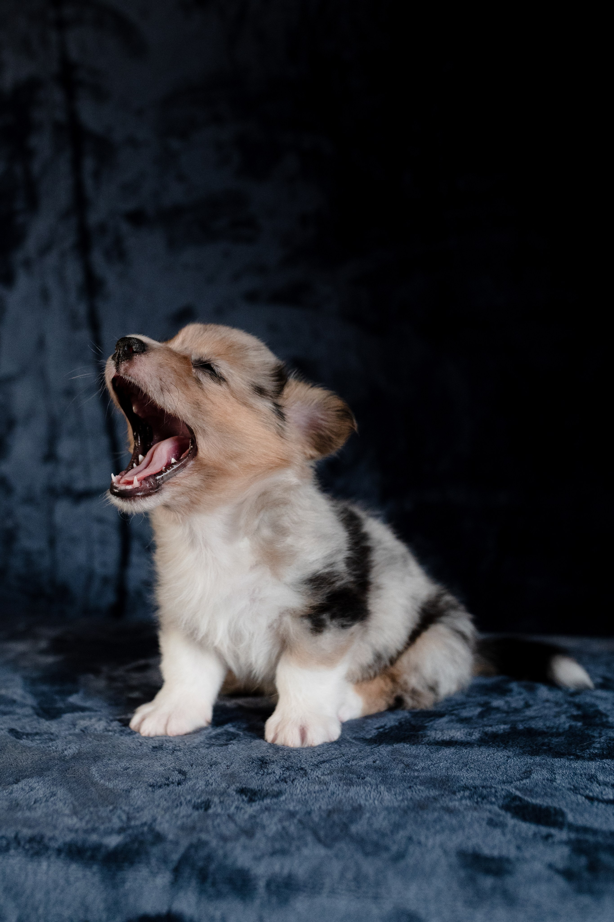 Вельш-корги-пемброк. Фотограф анималист в Москве Ольга Агушева