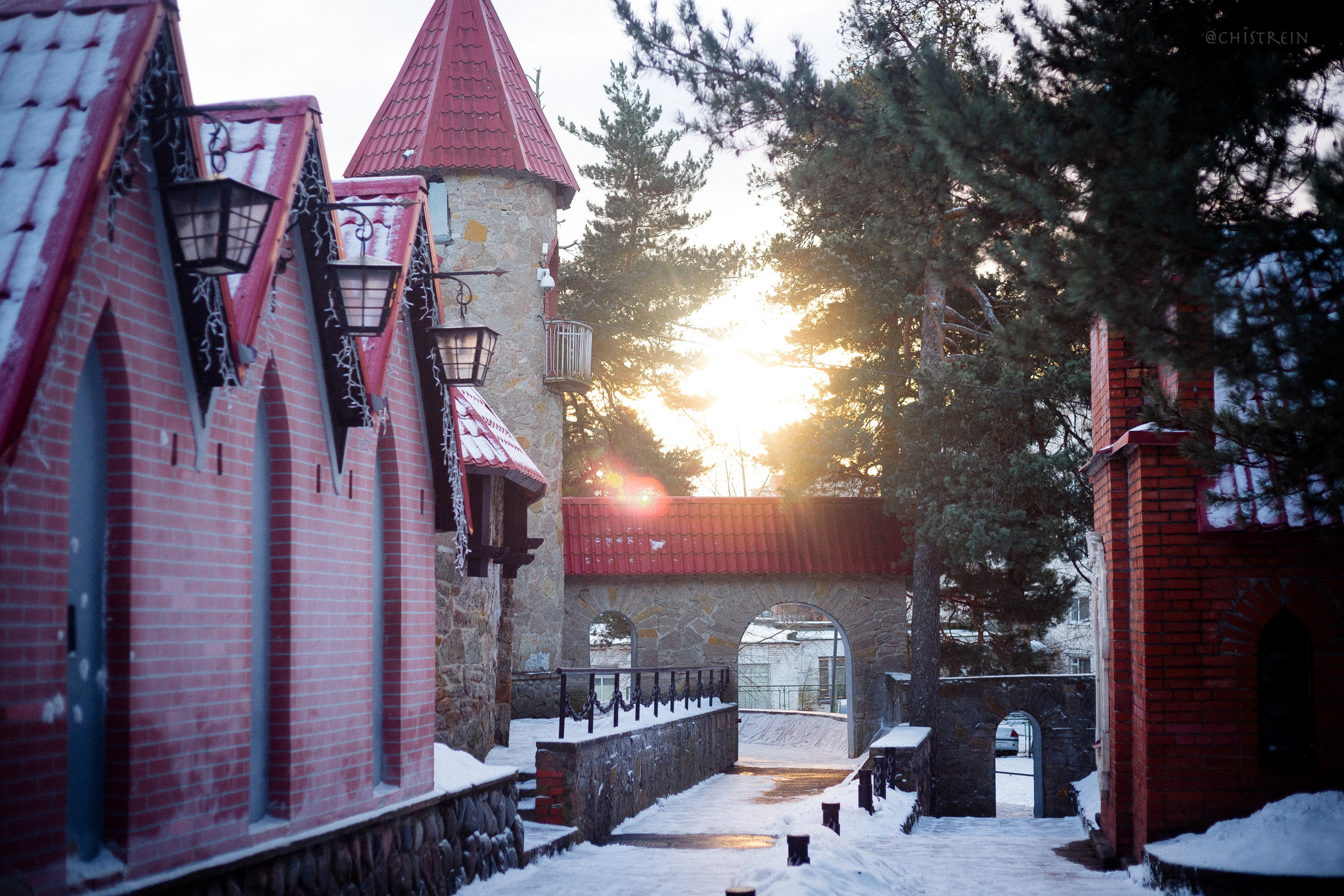 Новогоднее настроение. Роза. Фотограф-анималист Наталия Чистюхина в г. Сосновый Бор и ЛО