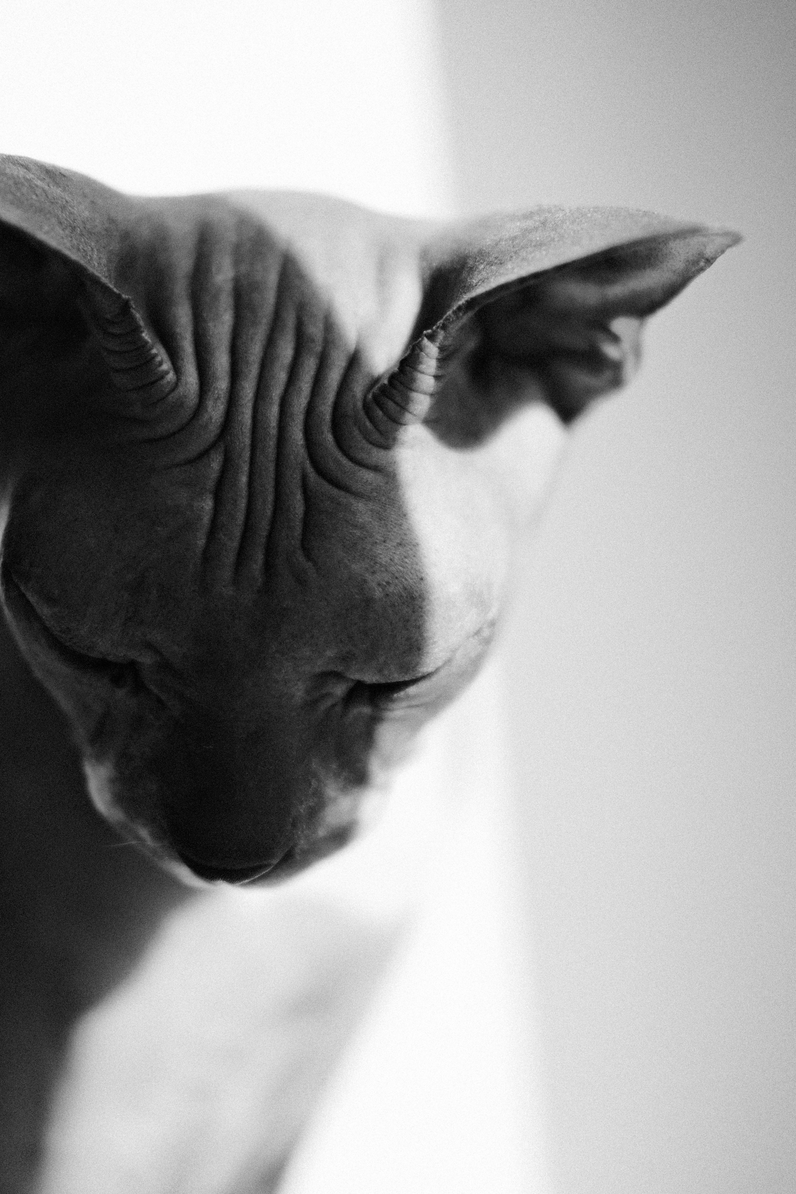 Кошки и собаки. Михаил Долганов