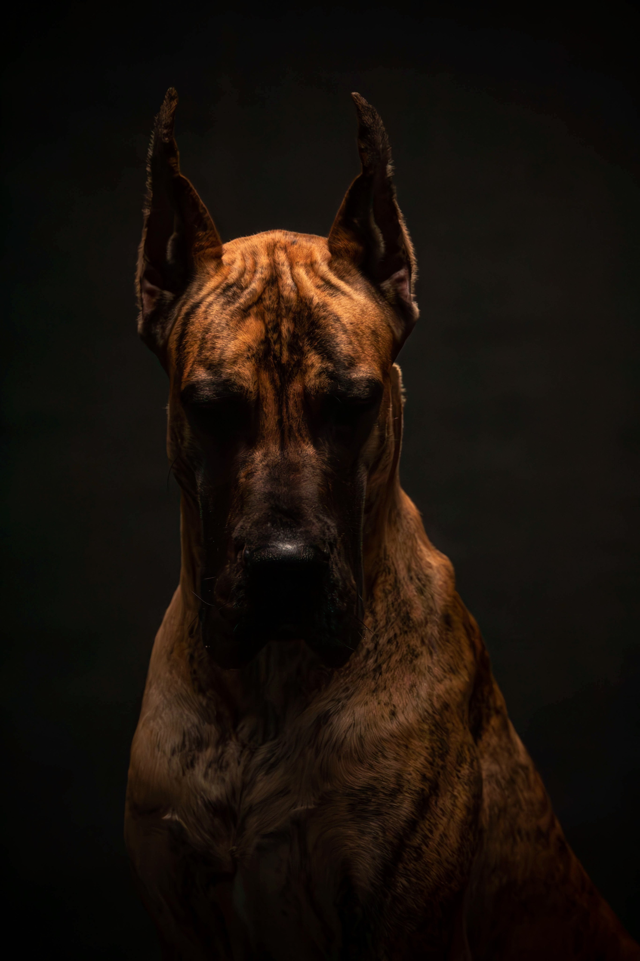 Фотосессия с животными. Фотограф анималист — Тула, Москва