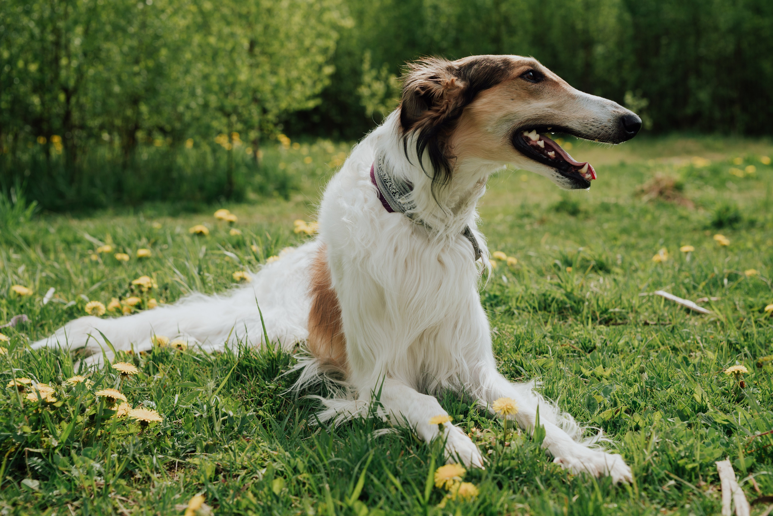 Фотовыходные с питомцами Мурино. Фотограф в Санкт-Петербурге и Ленинградской области
