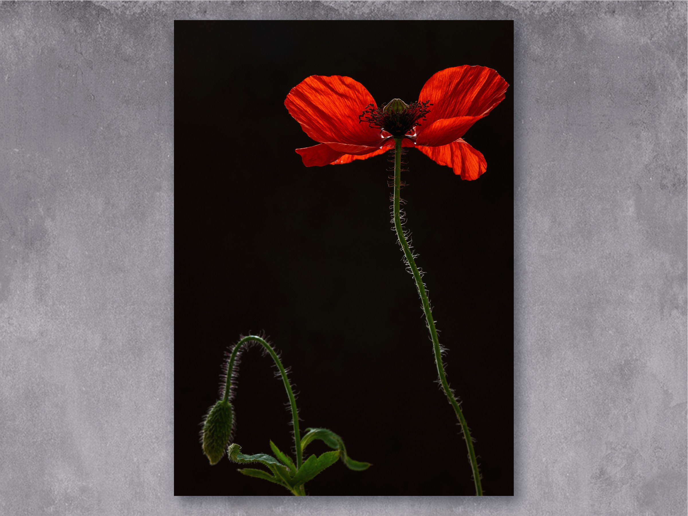 Flame. Author’s fine art prints with international delivery