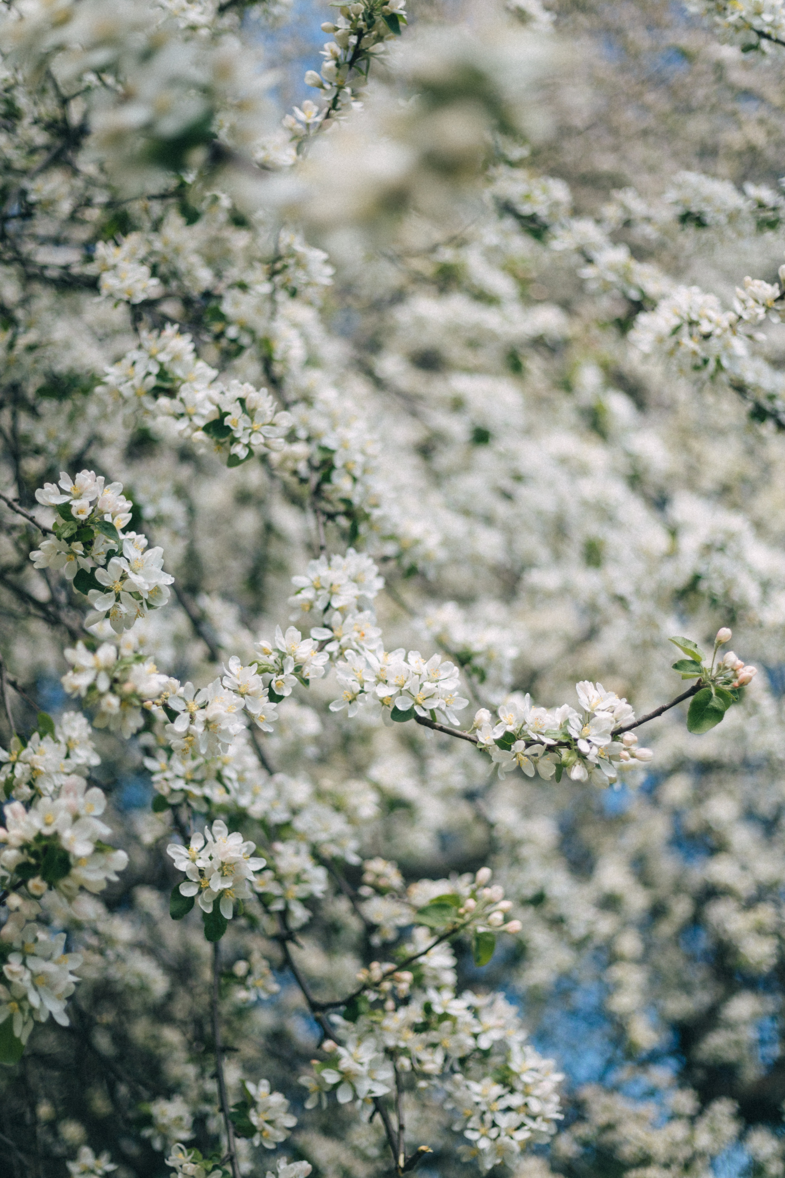 Цветение. Фотограф в Москве Ольга Svog