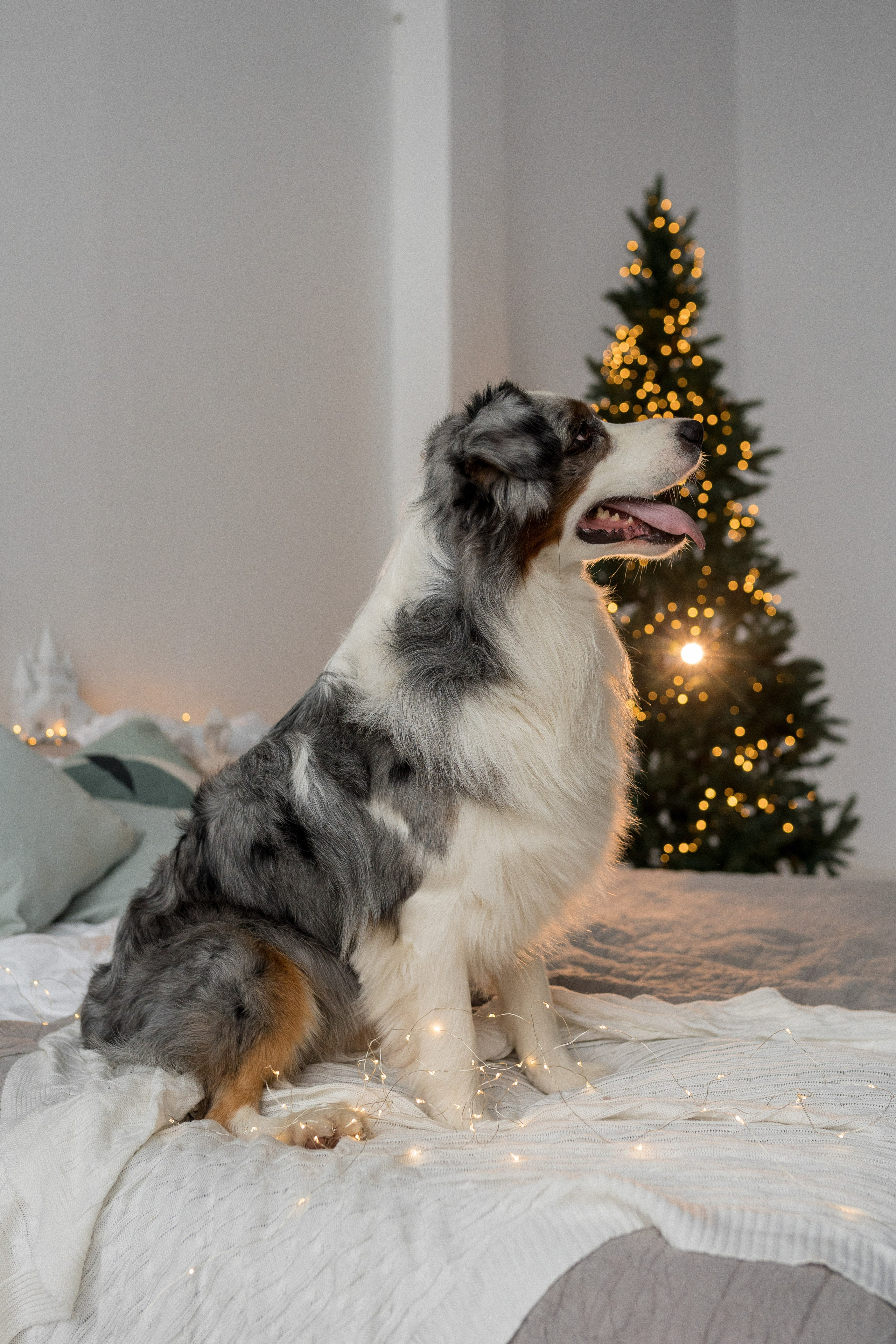 Новогоднее студия. Свадебный фотограф в Москве Анна Полушина