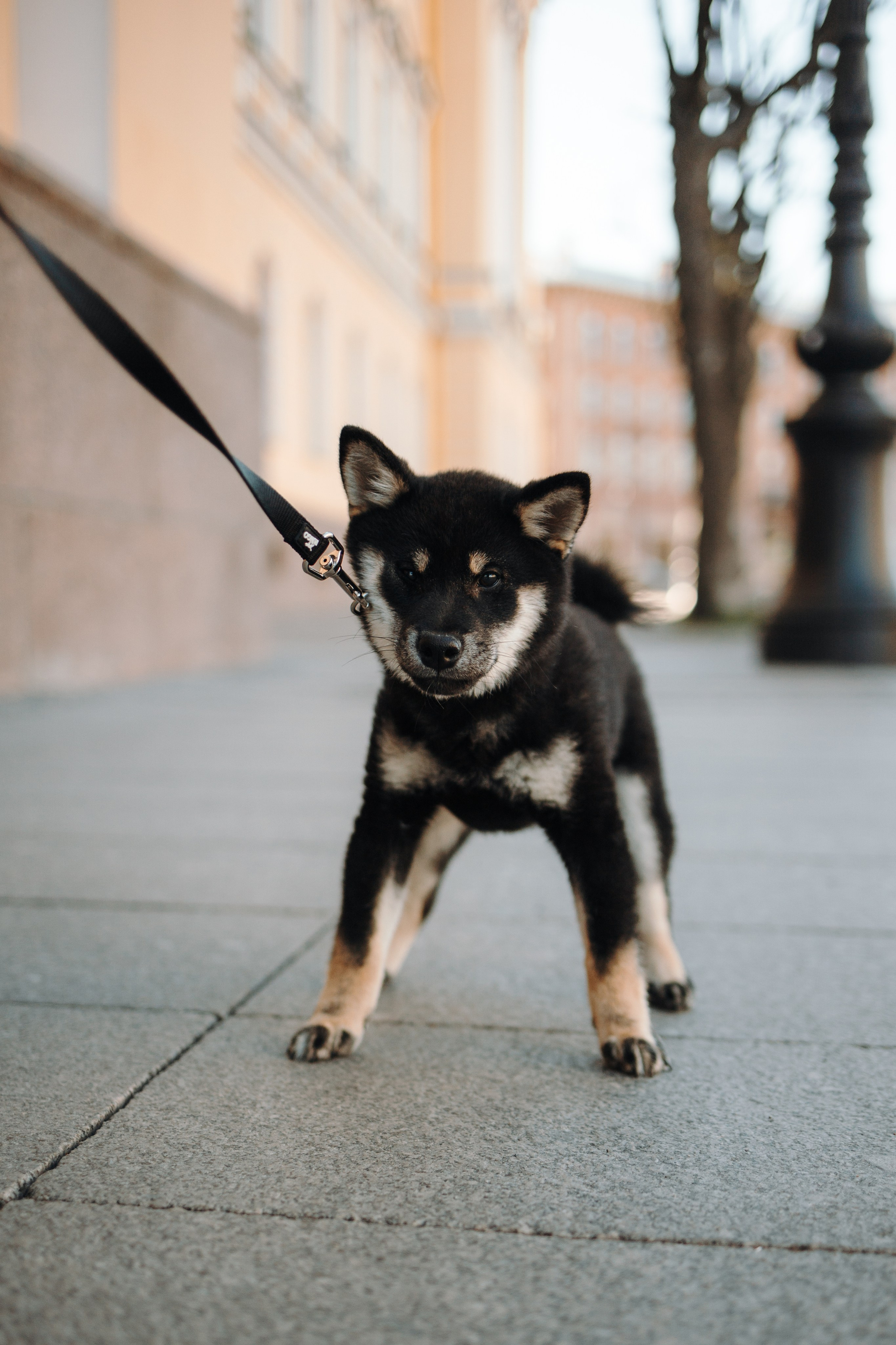 Даша и ее девочки. Фотограф — Анималист | Санкт-Петербург