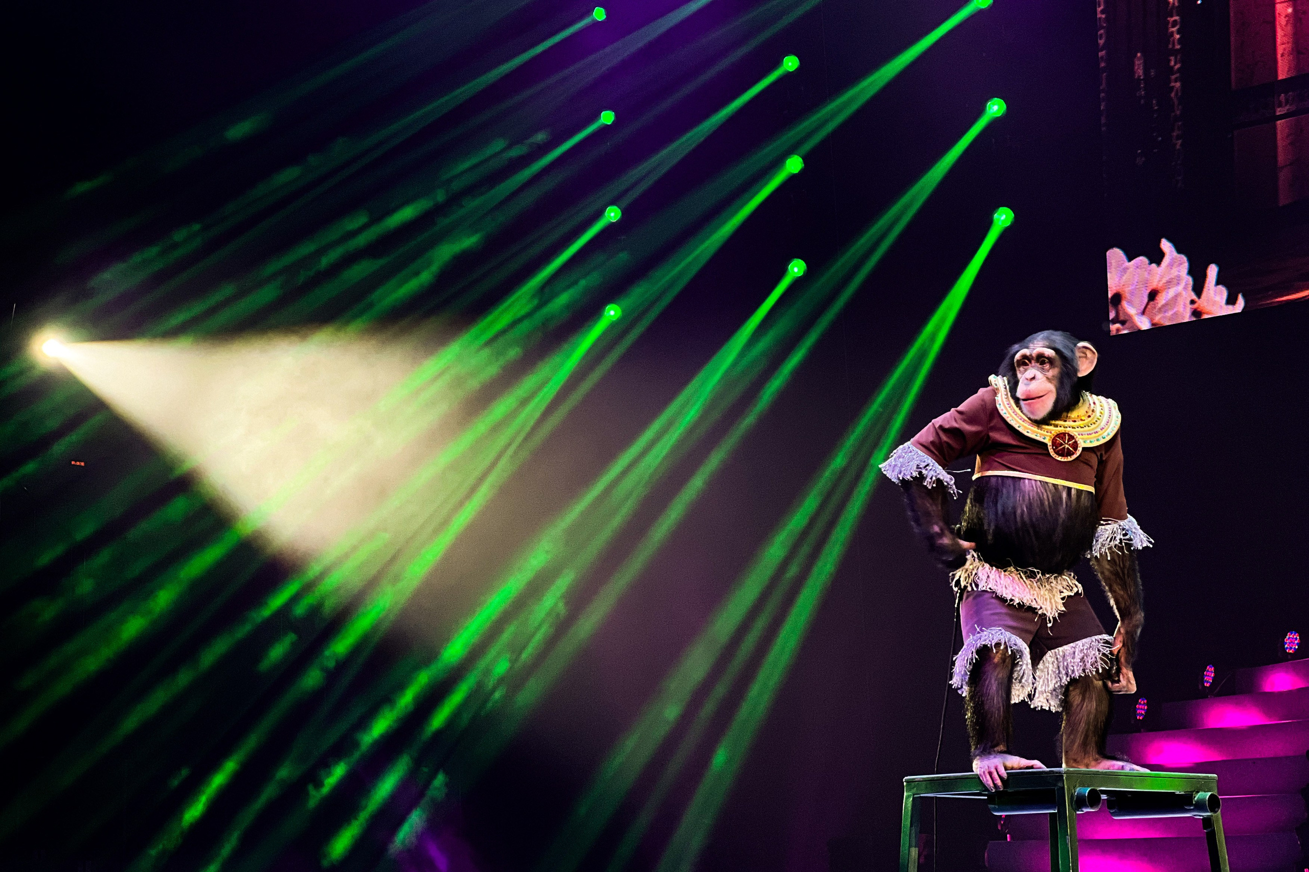 Цирк Братьев Запашных. Фотограф и видеограф Евгений Романов Санкт-Петербург