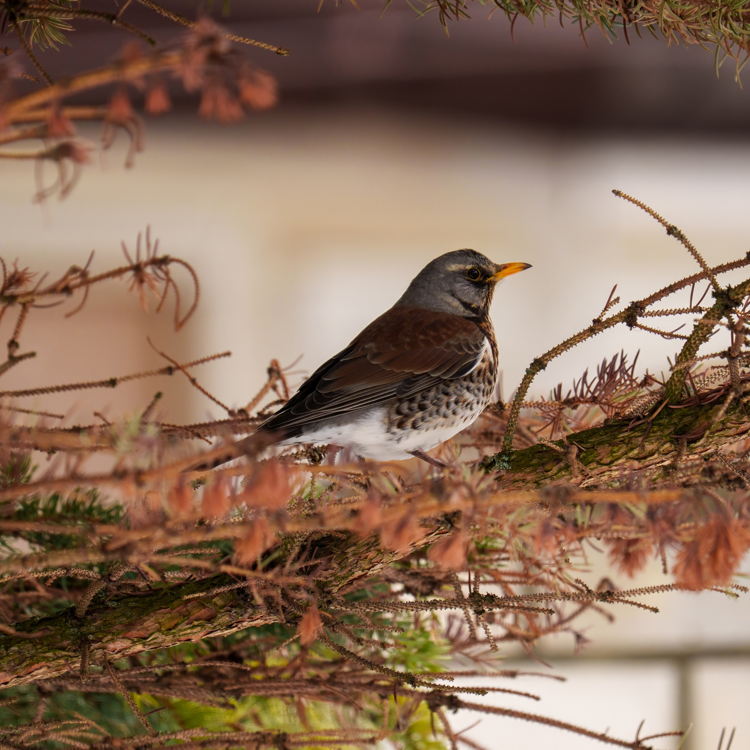 Animals — Животные