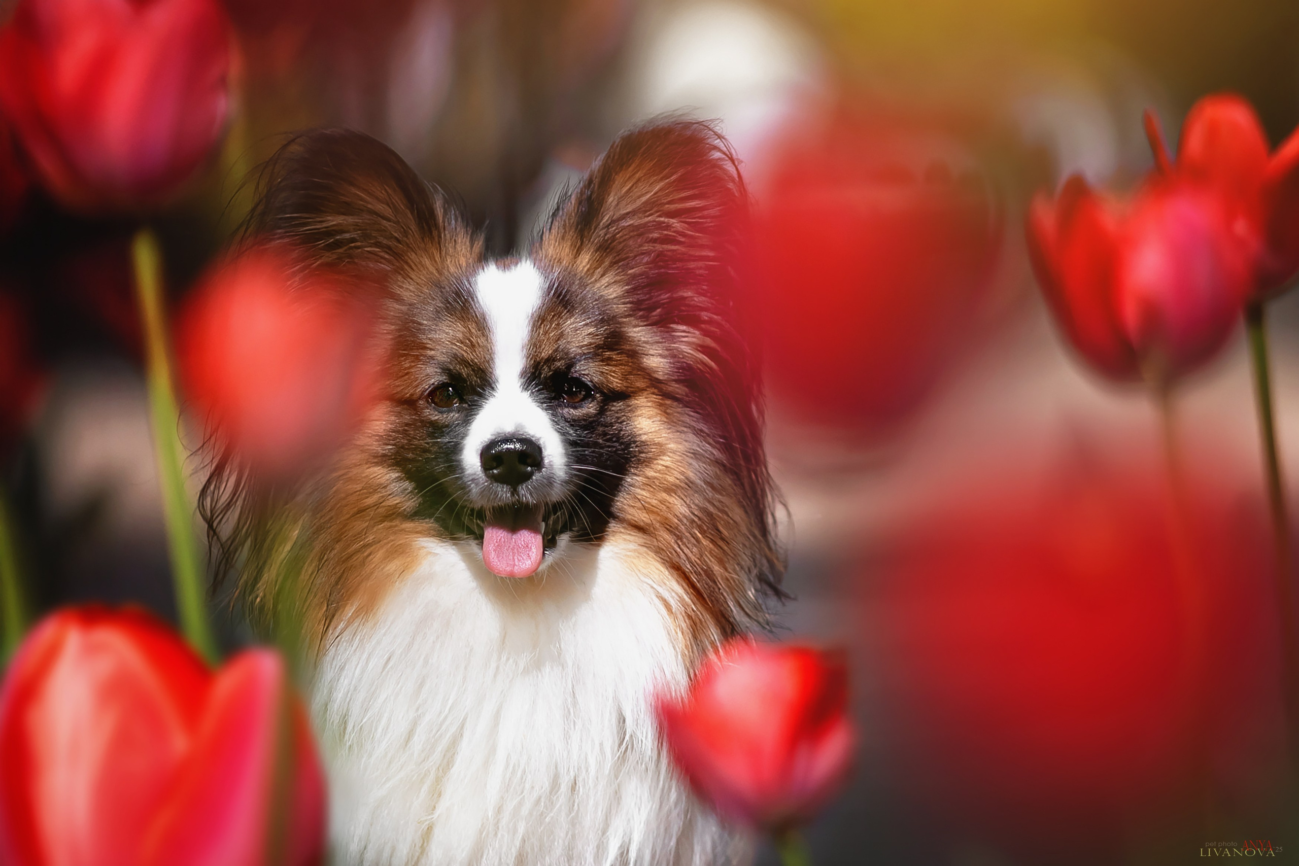 Хьюстон. Фотограф анималист Аня Ливанова | Рыбинск